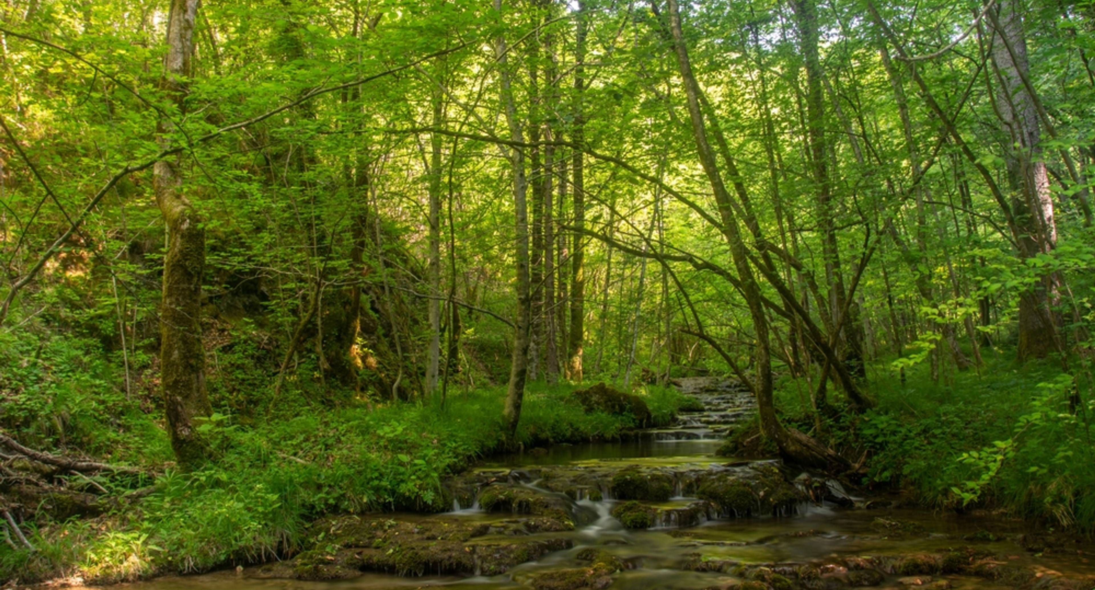 Lakes and Forests in Kočevje (Home to Brown Bears)