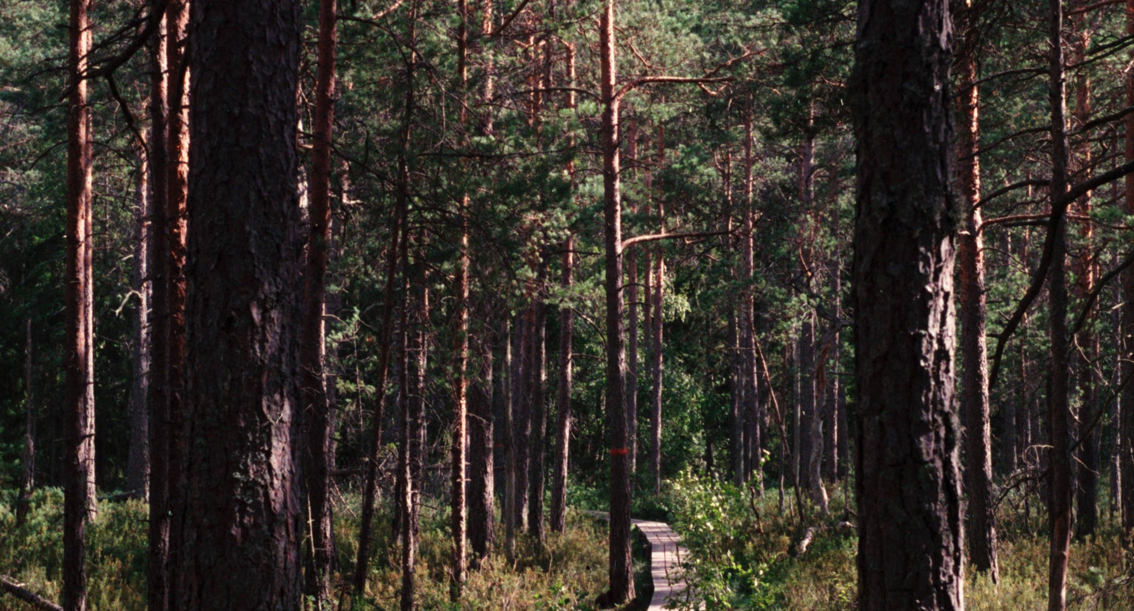 Take in Tyresta National Park, Kolmården Zoo, & Castle Ruins