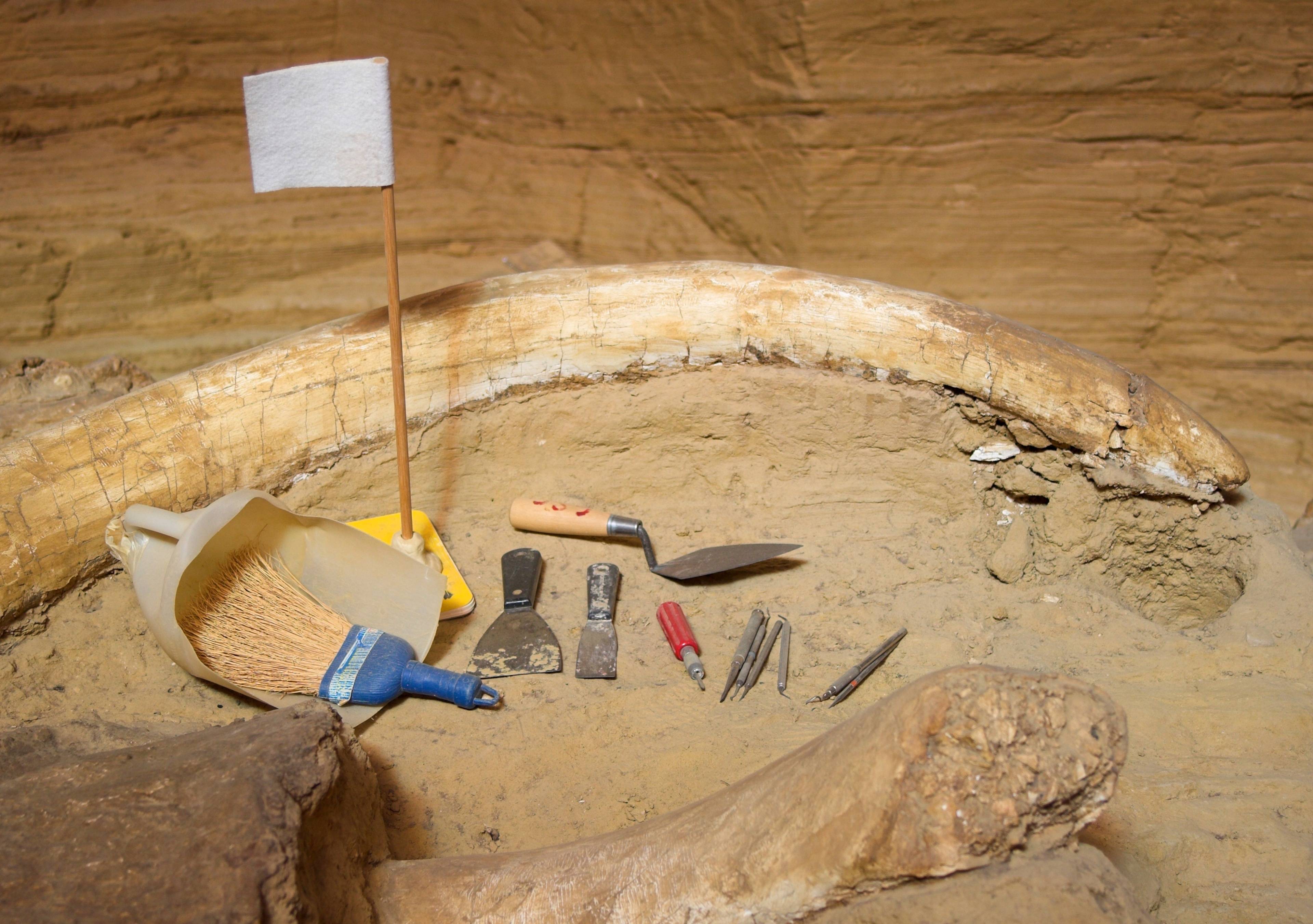 Waco Mammoth National Monument