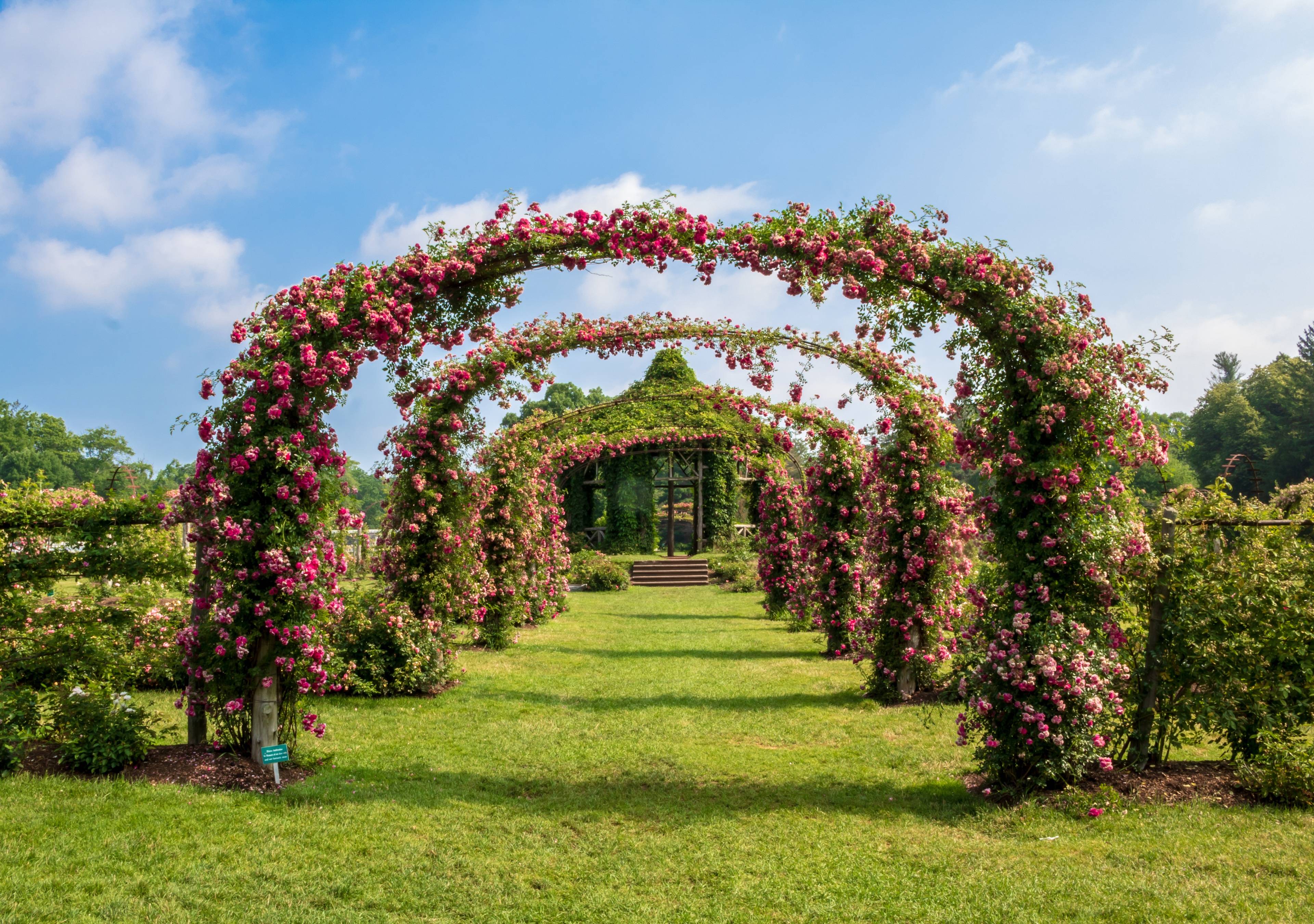 Elizabeth Park Rose Garden