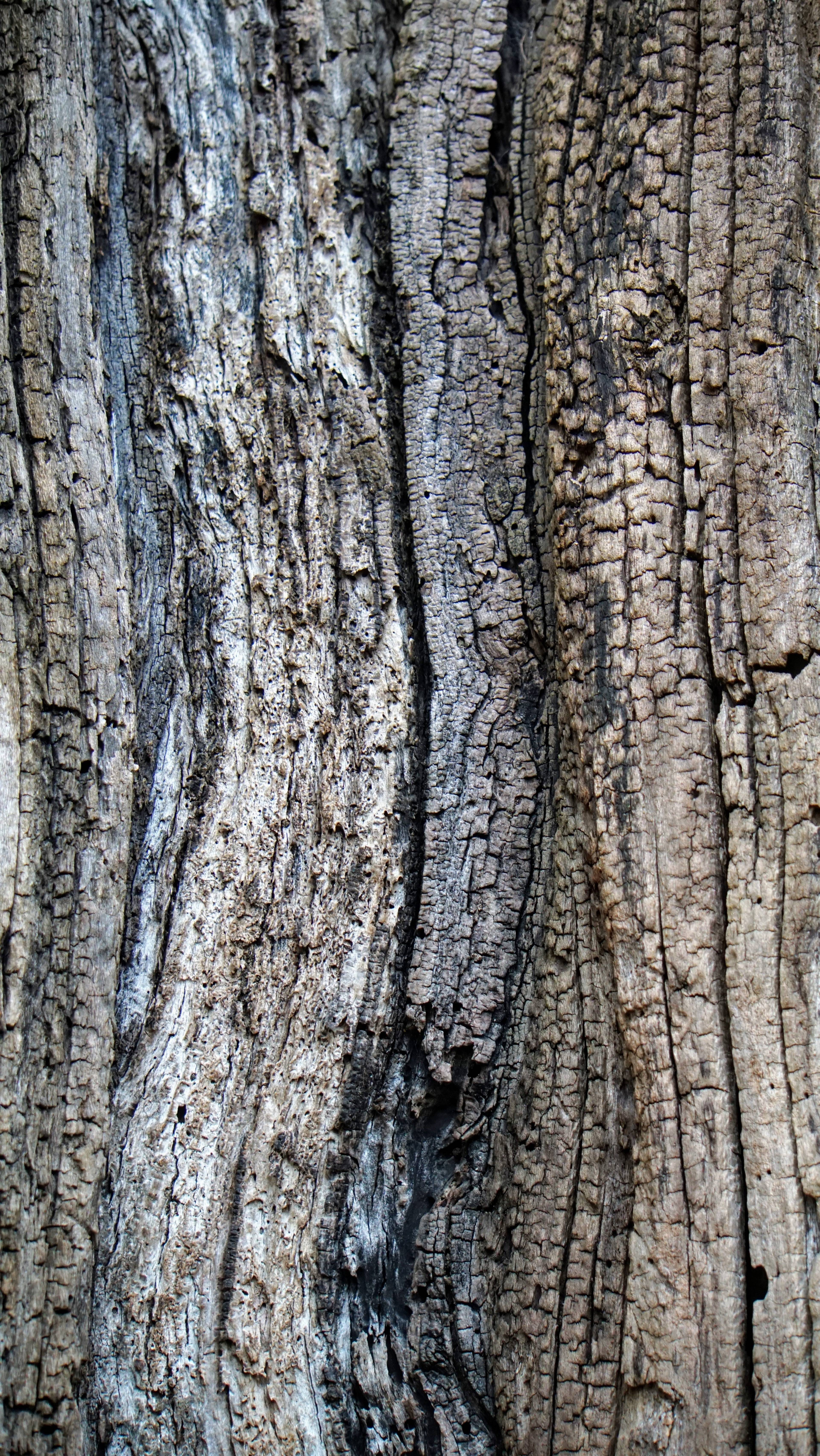 Old Bicycle in the Tree