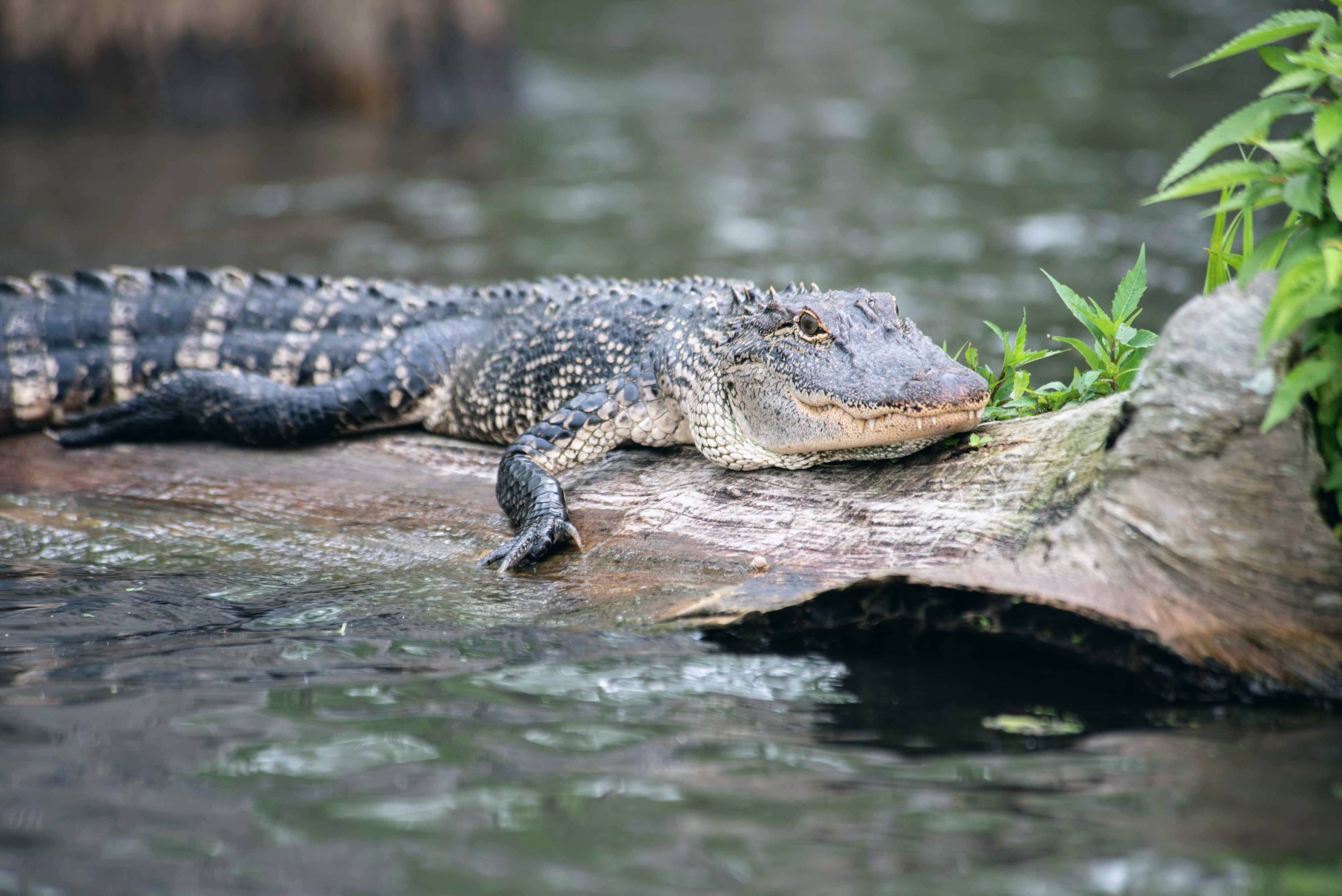 Gators & Friends