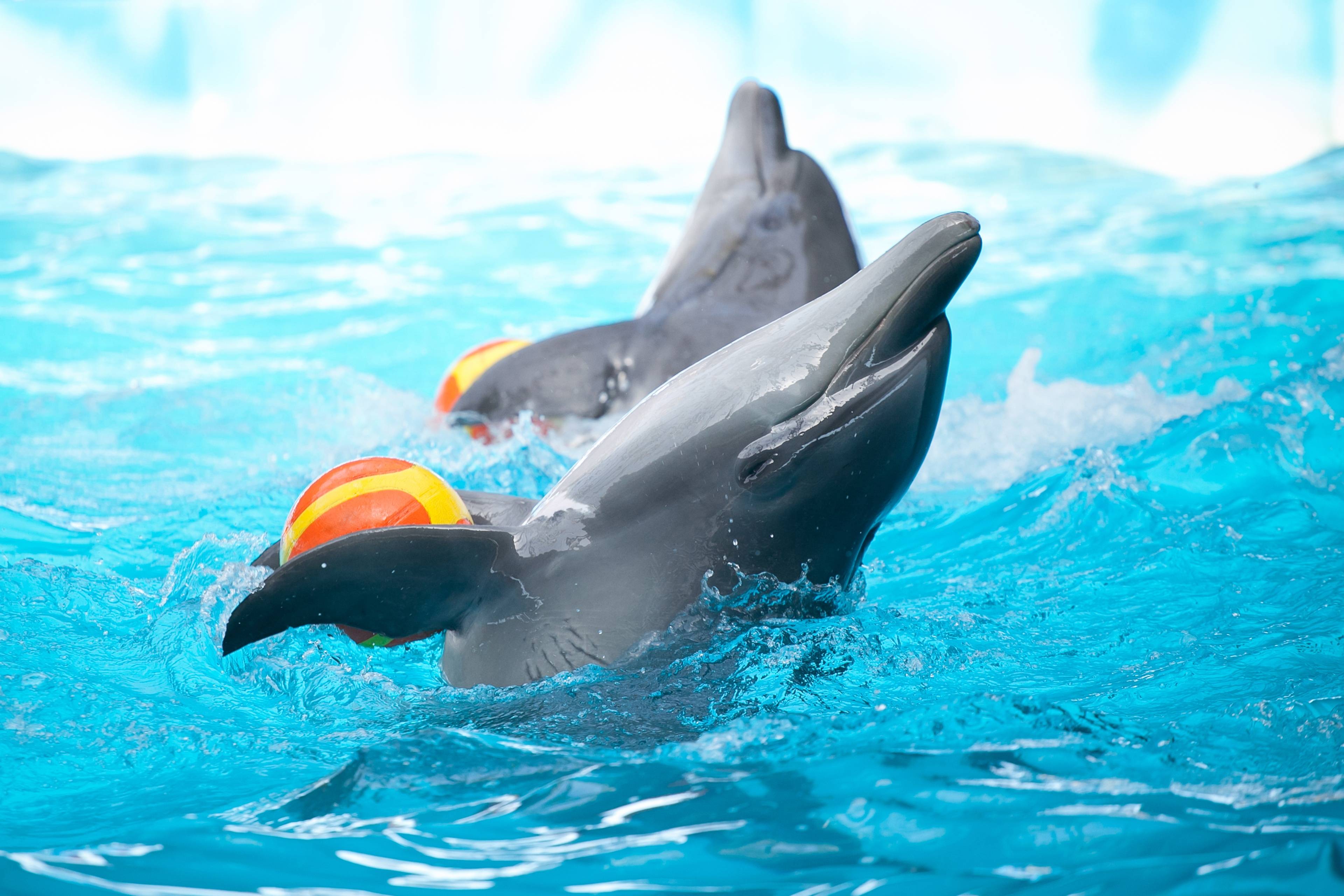 Dubai Dolphinarium