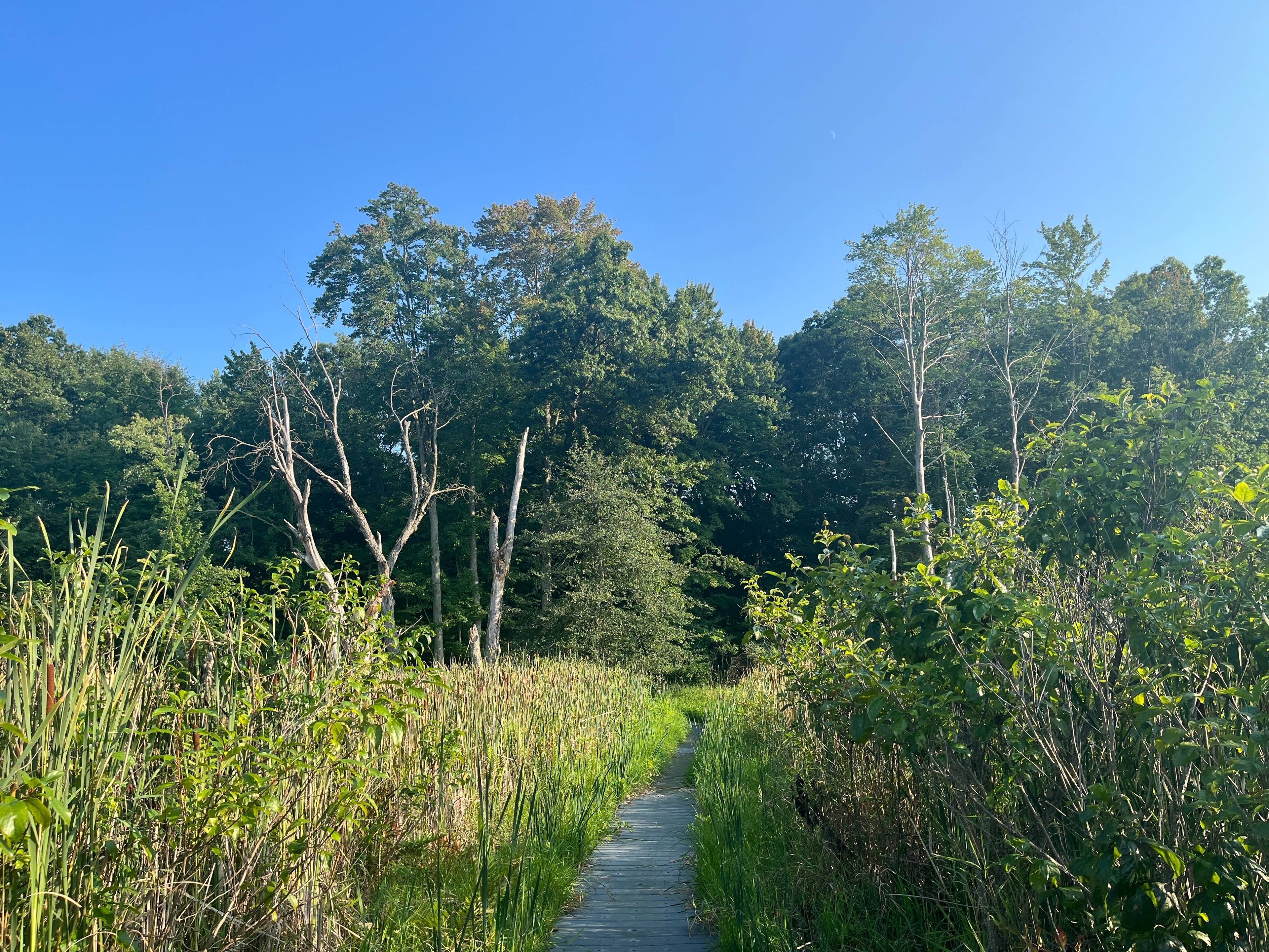 West Lake Preserve and Chelsea Game Area