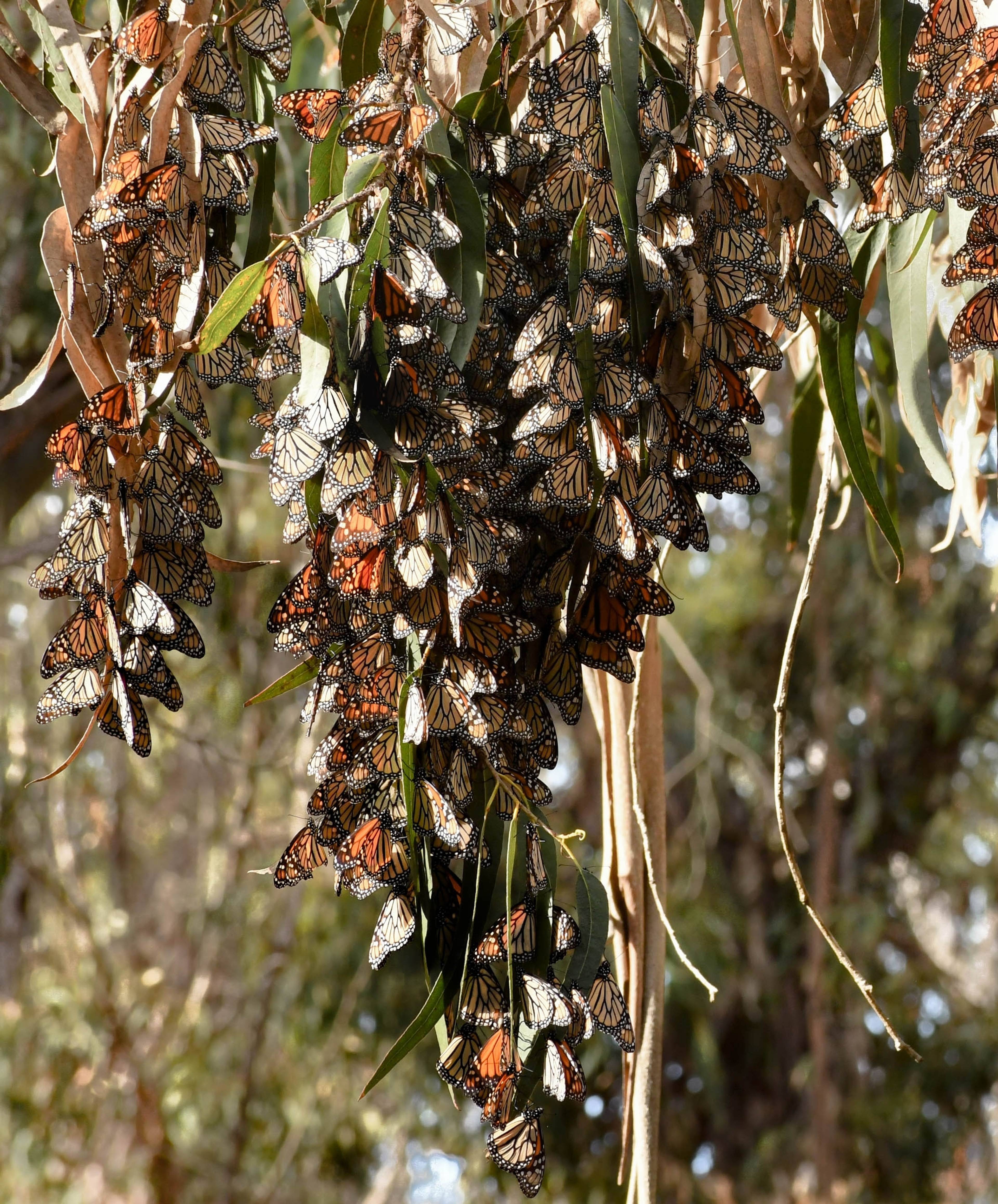 Goleta Butterfly Grove