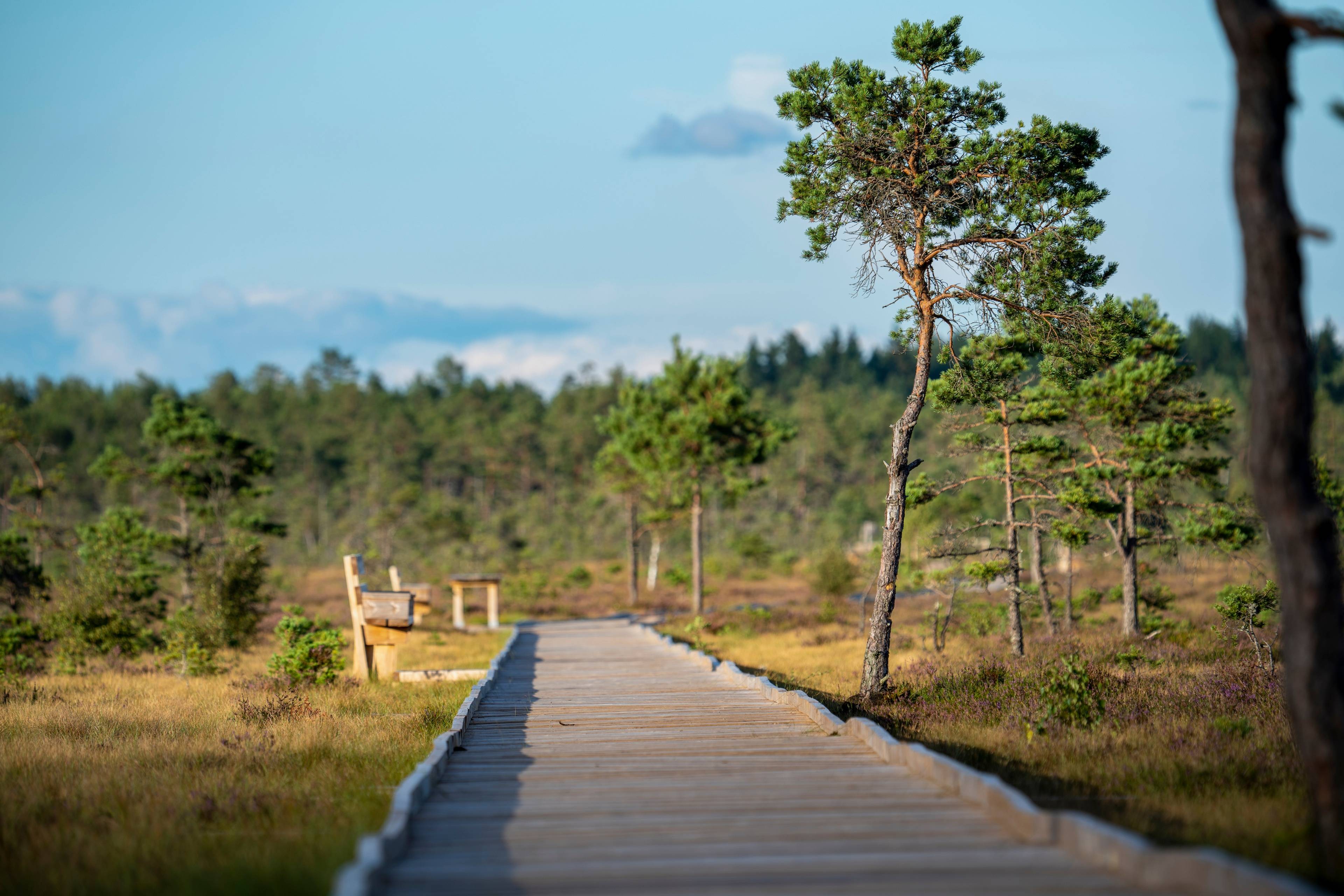 Dumme mosse nature reserve