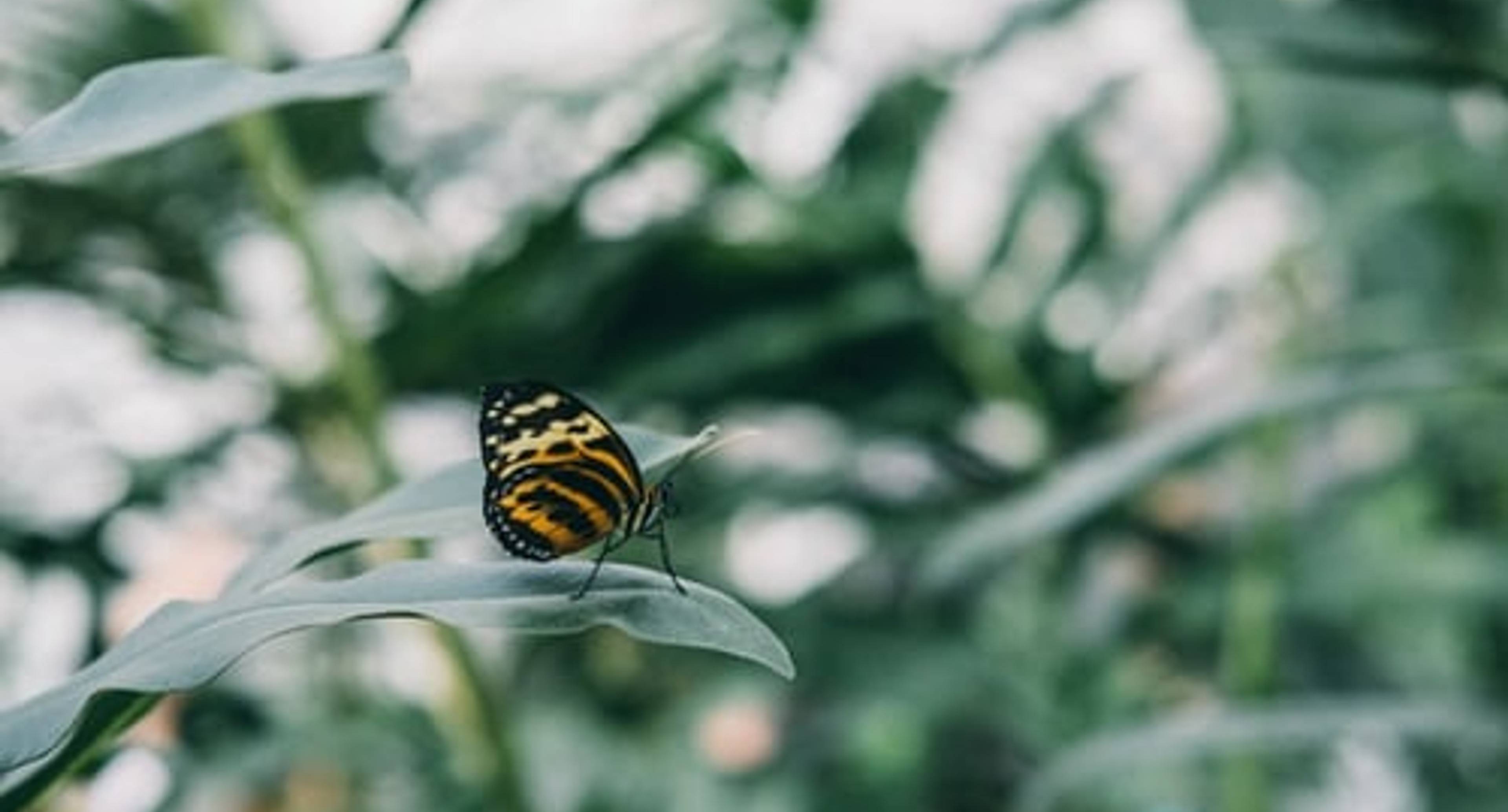 Promenades dans le jardin botanique