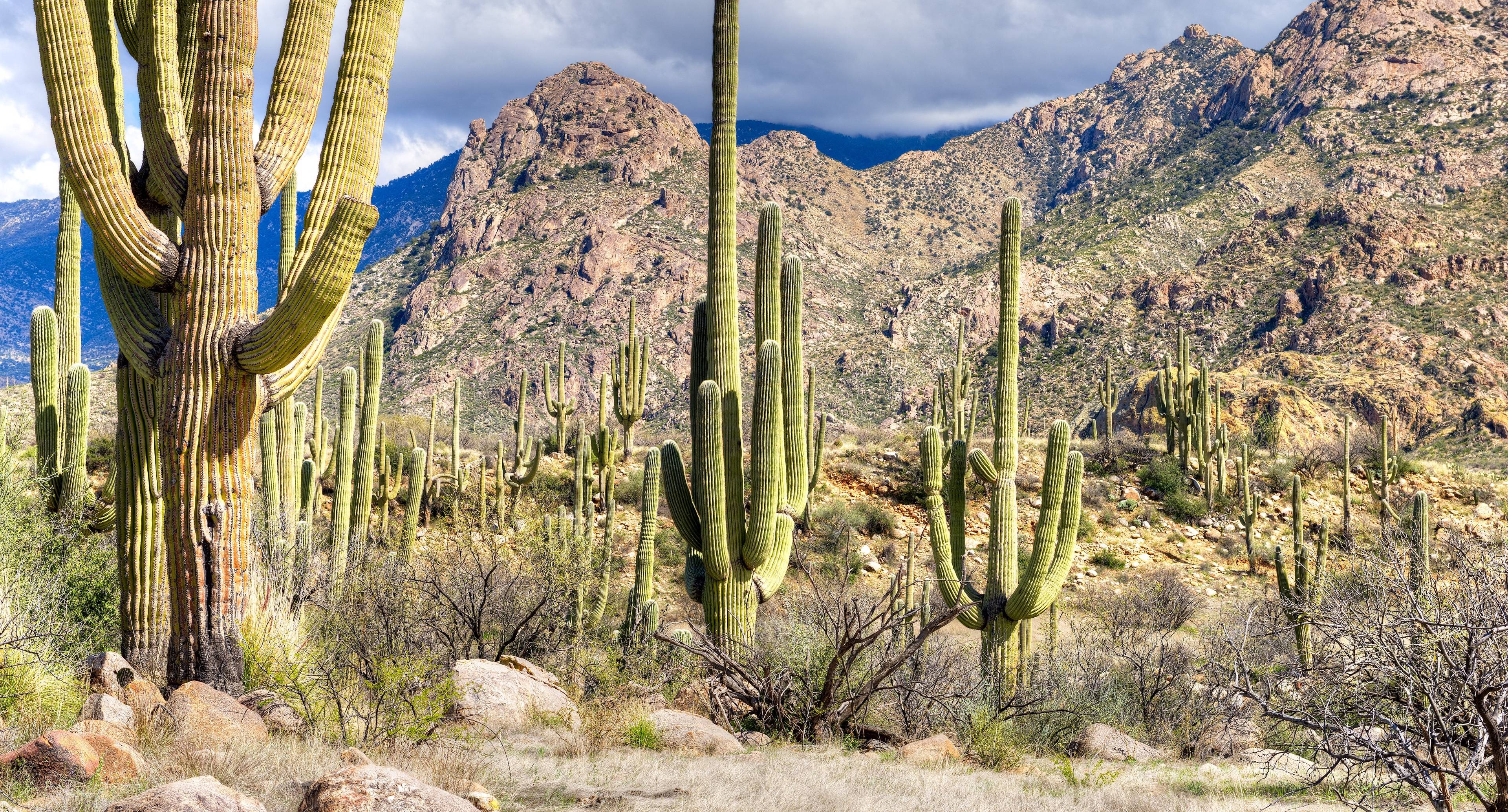 Mountain Views and Local Favorites Around Tucson