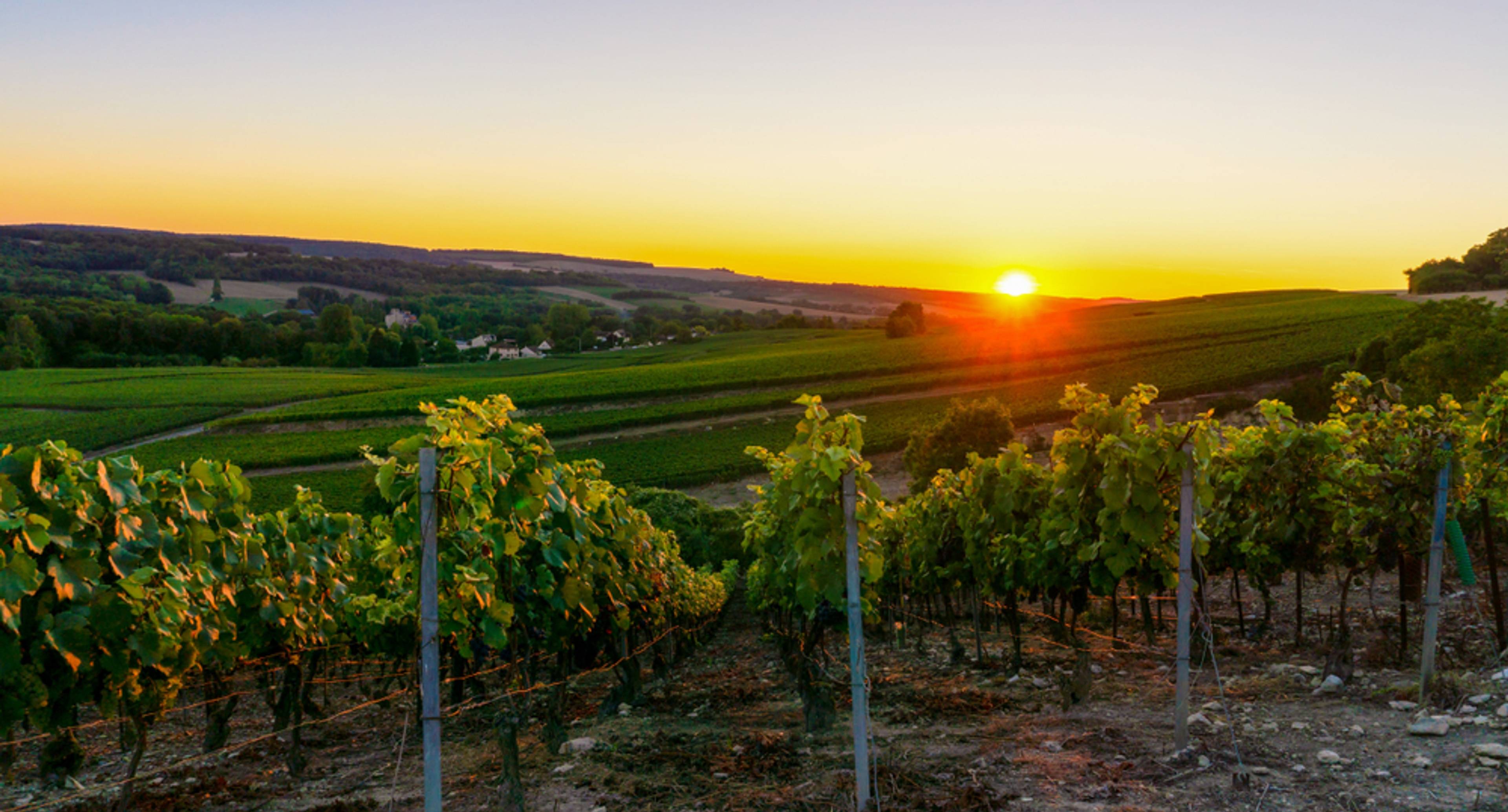 Le cœur de la Champagne : Épernay et Reims