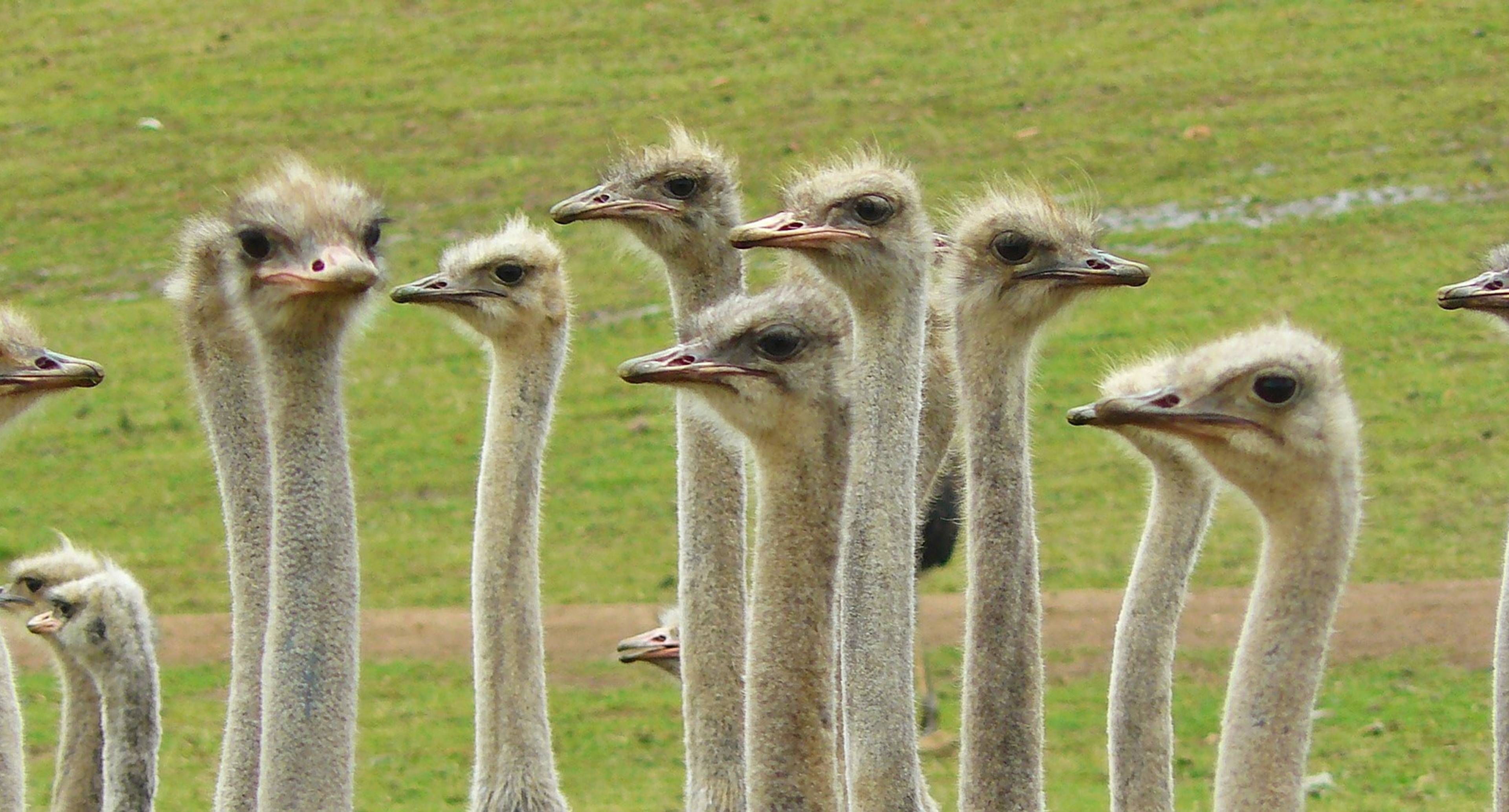 Ostrich farm, sup-surf, red caves