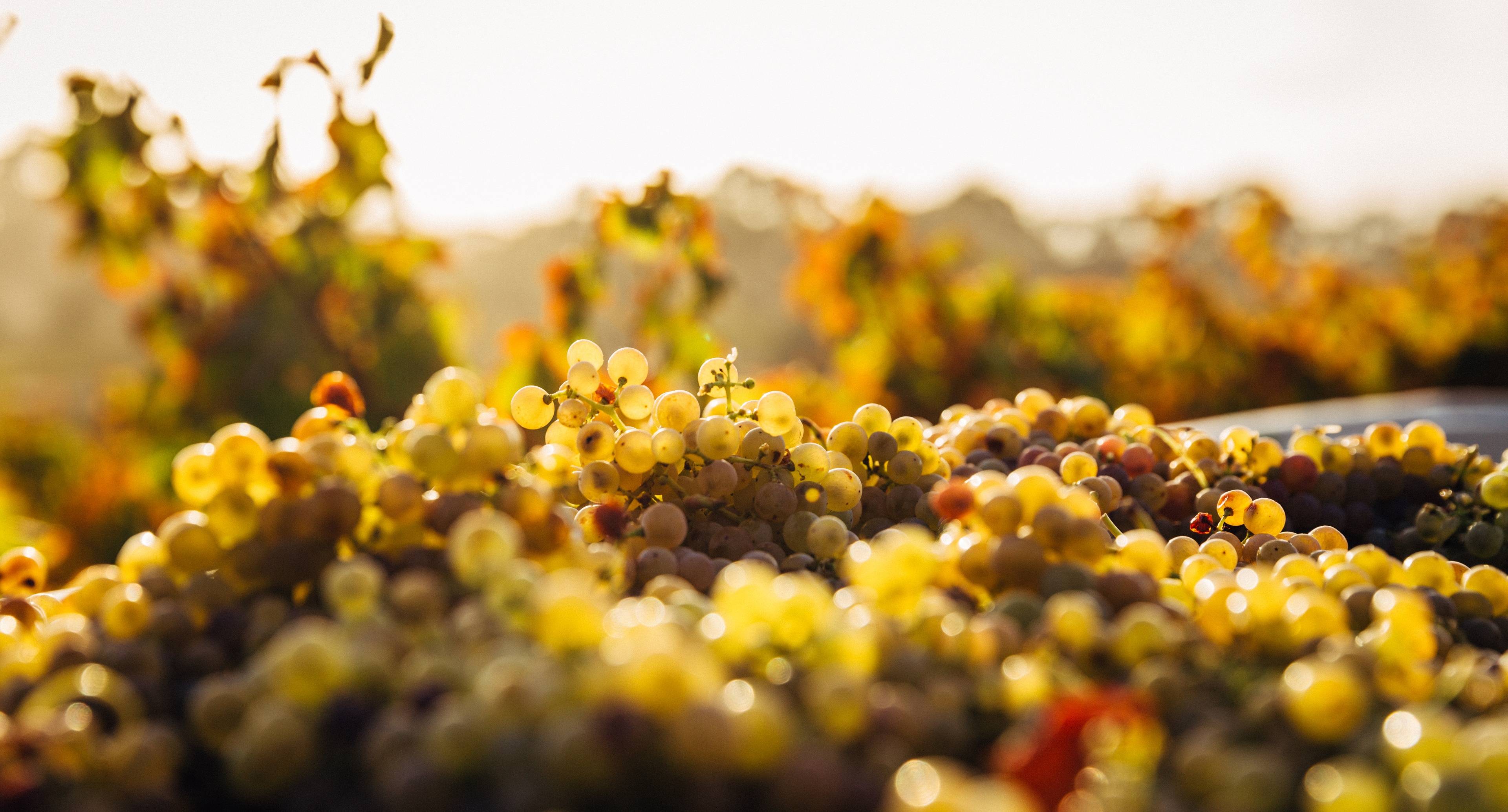 Relaxing Wind Down in Southern Arizona's Wine Country