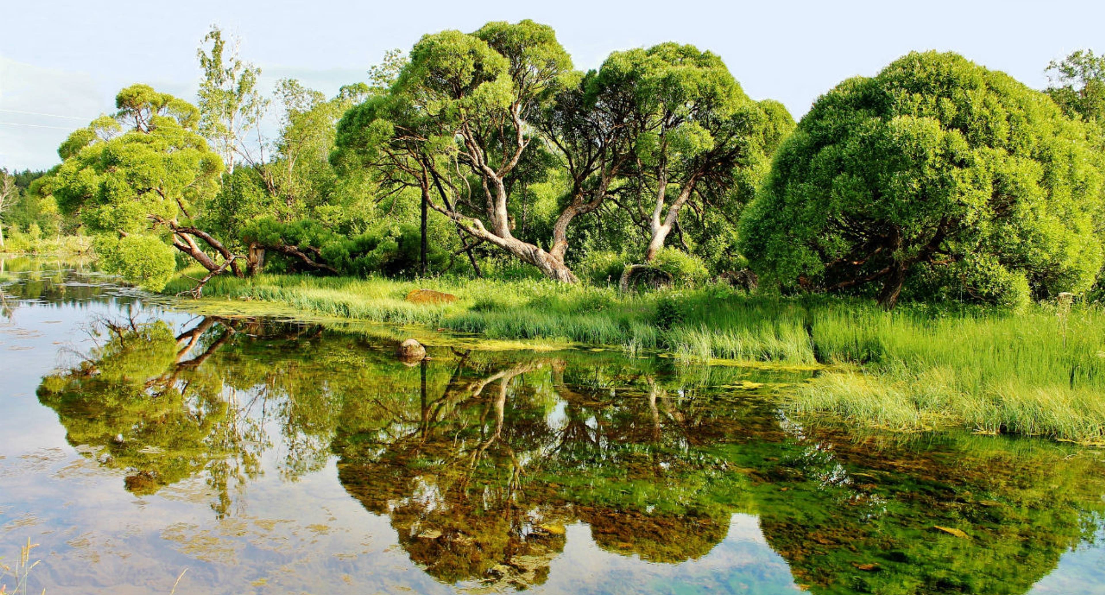 Rovine e natura