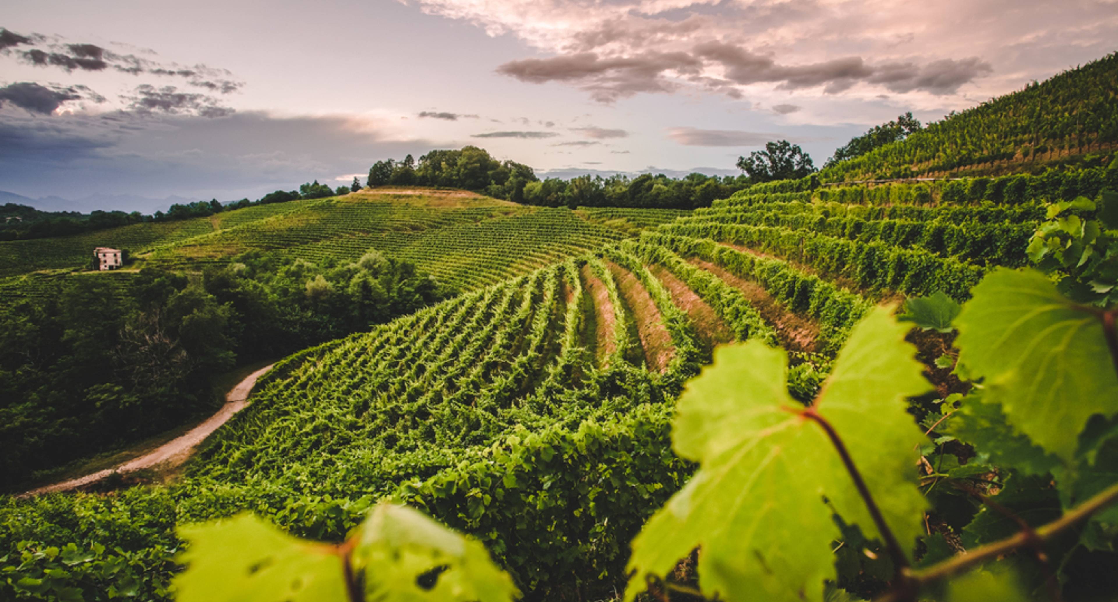 Esplorando la regione del vino