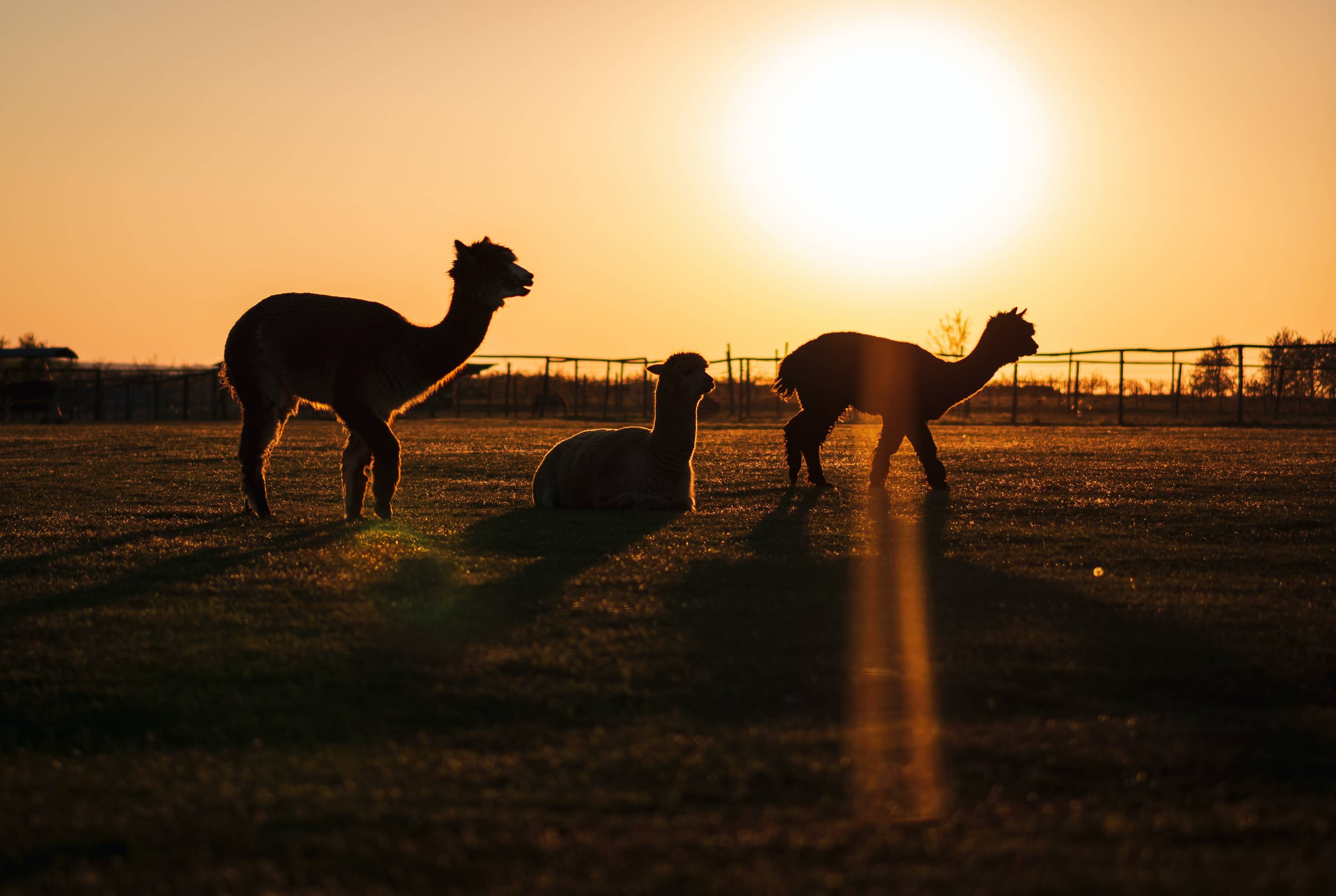 ⚡️ S'aventurer dans la nature et les fermes d'animaux sauvages depuis Kansas City.