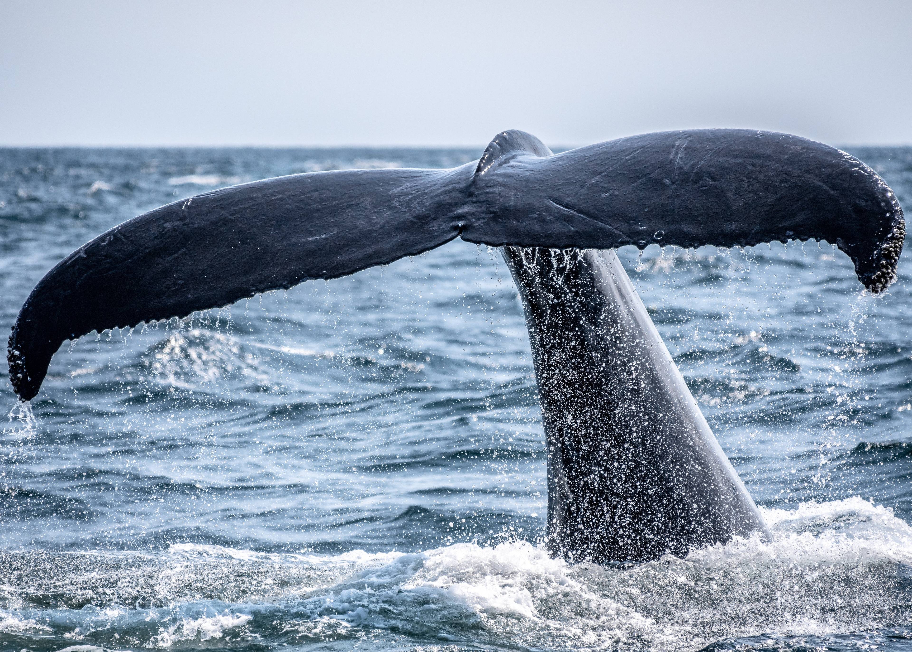 Cape Ann Whale Watch