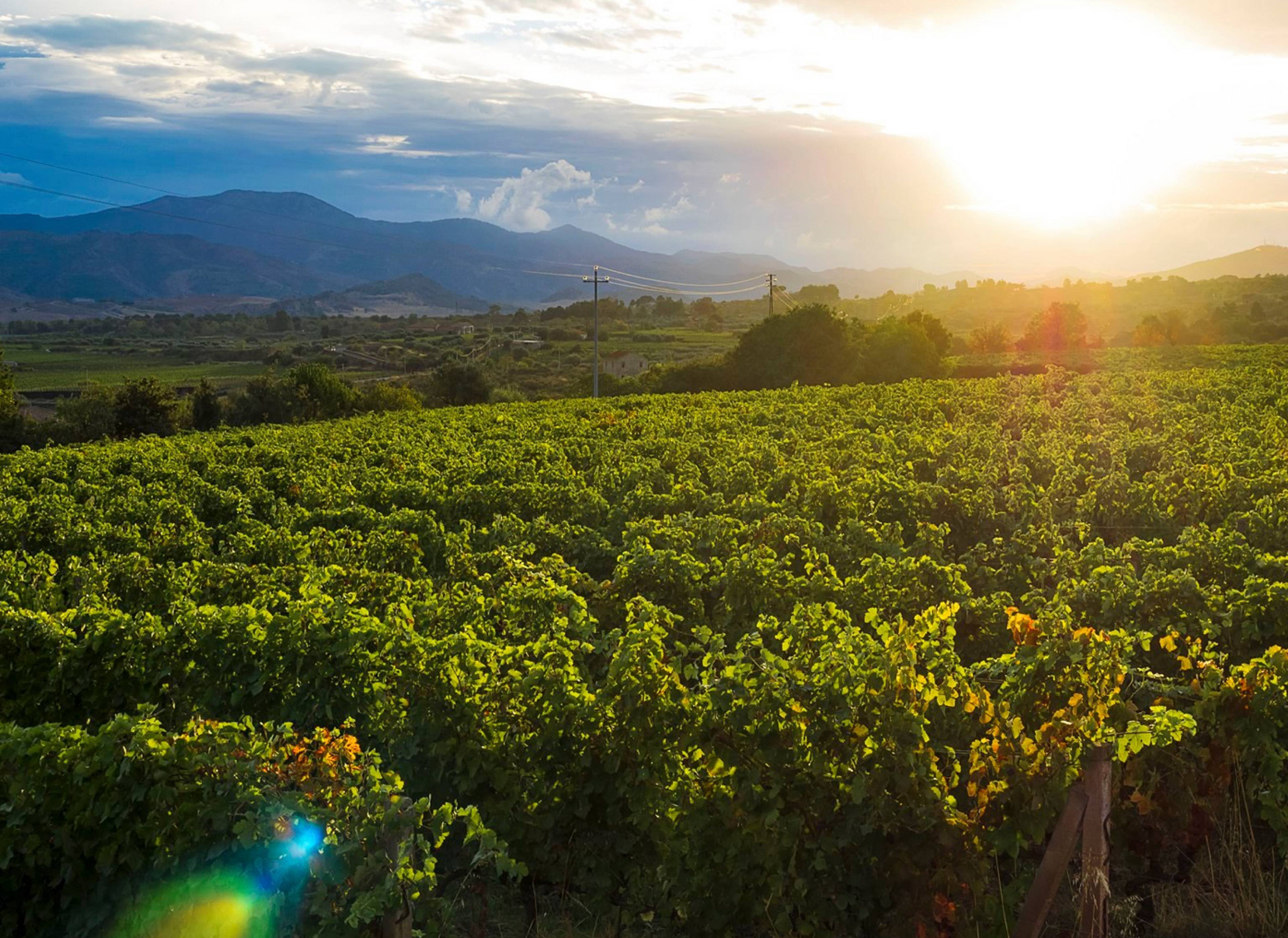 Cantine Cottanera