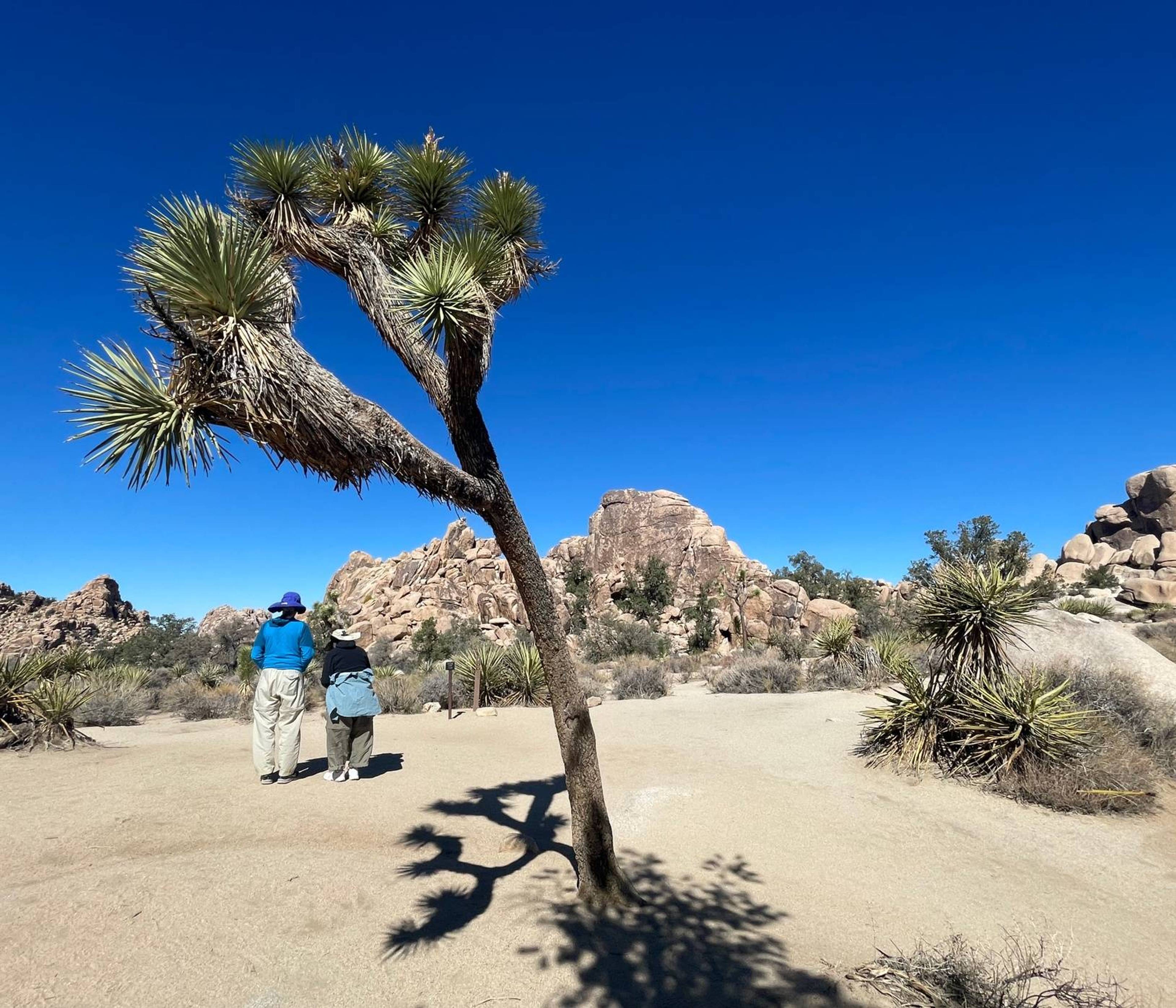 Joshua Tree National Park, West Entrance Station