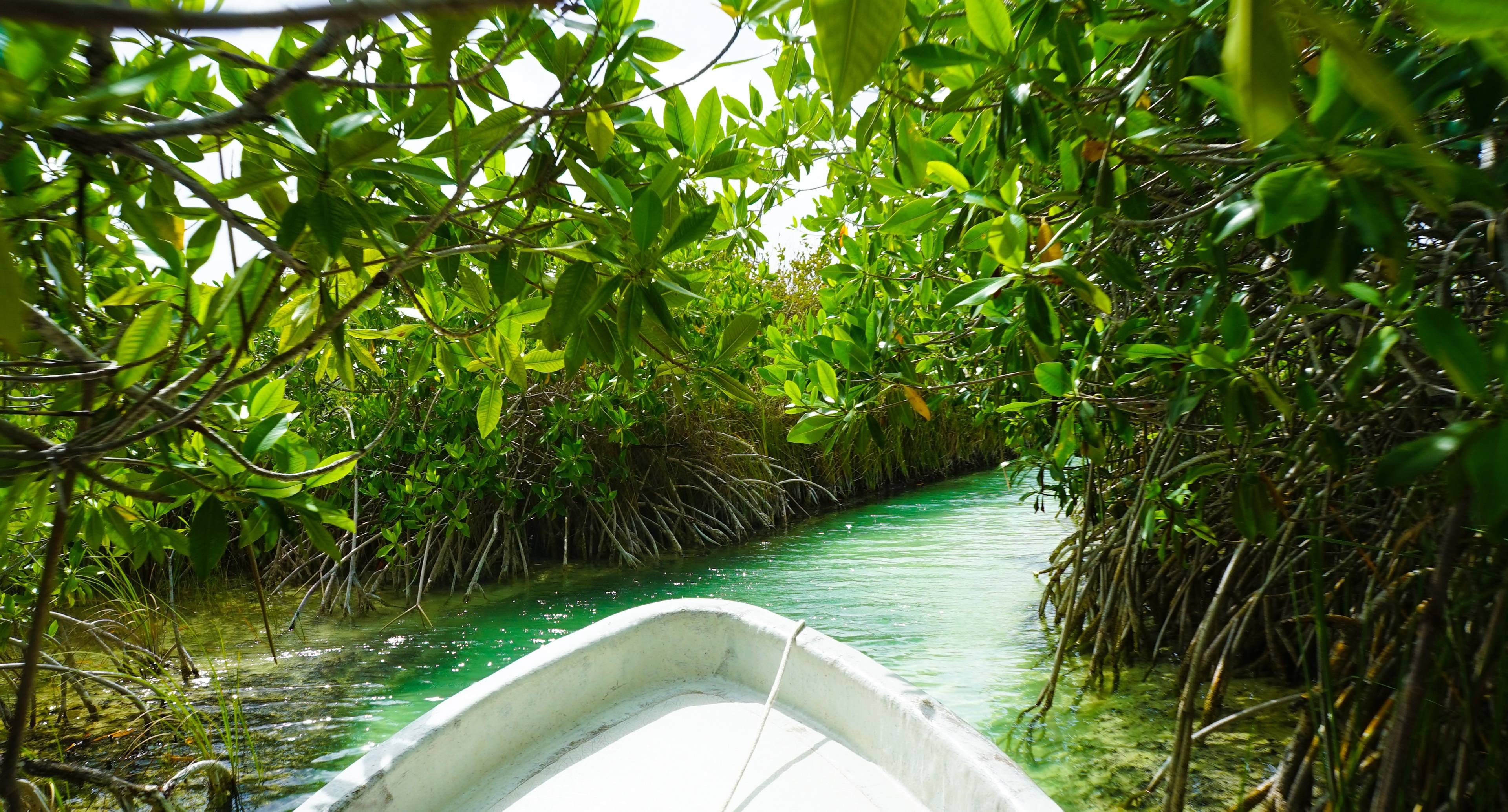 Mangroves & Mayan Temples