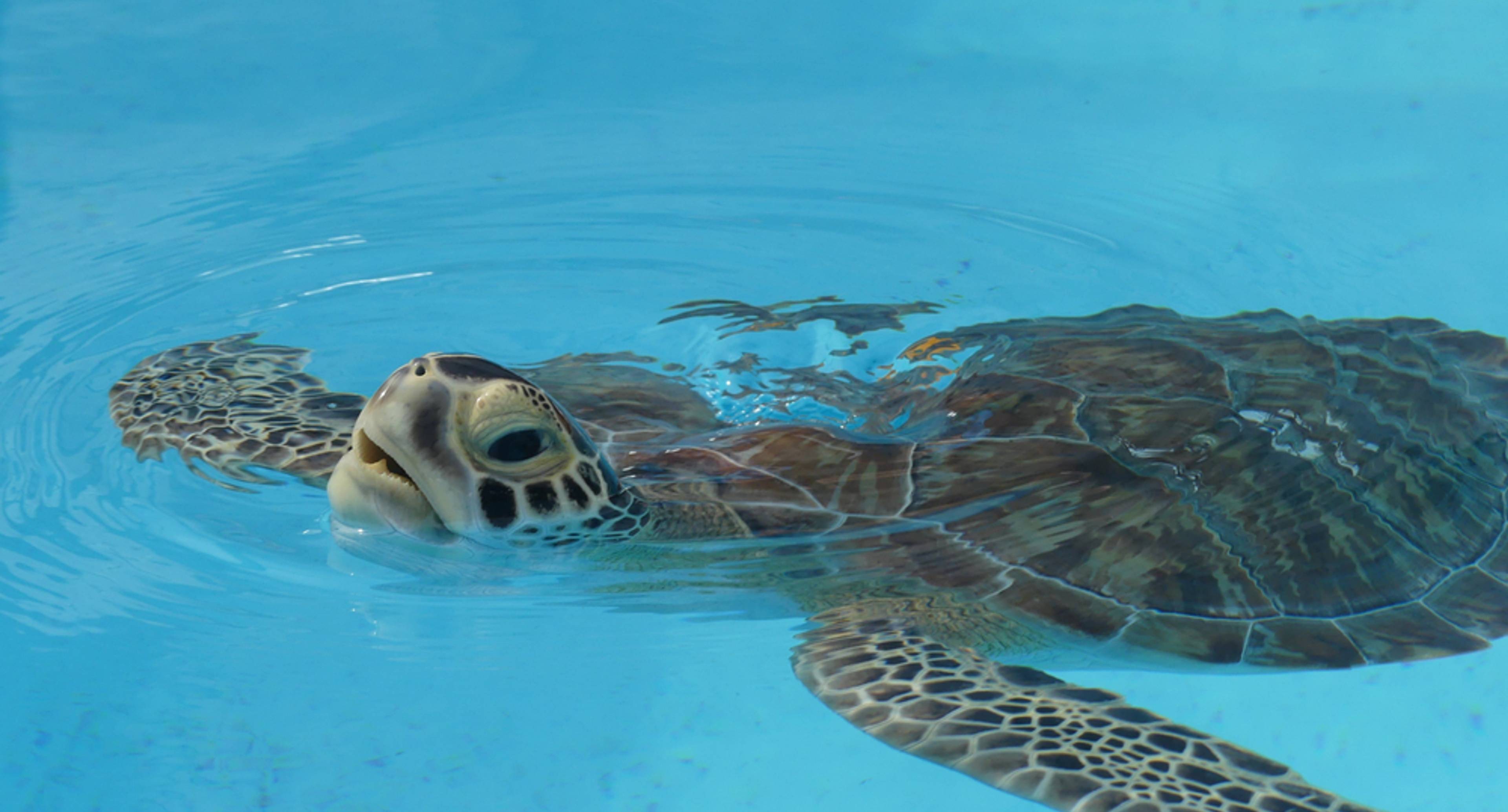 Angeln und Begegnungen mit der Unterwasserwelt füllen Ihren zweiten Tag auf den Florida Keys aus