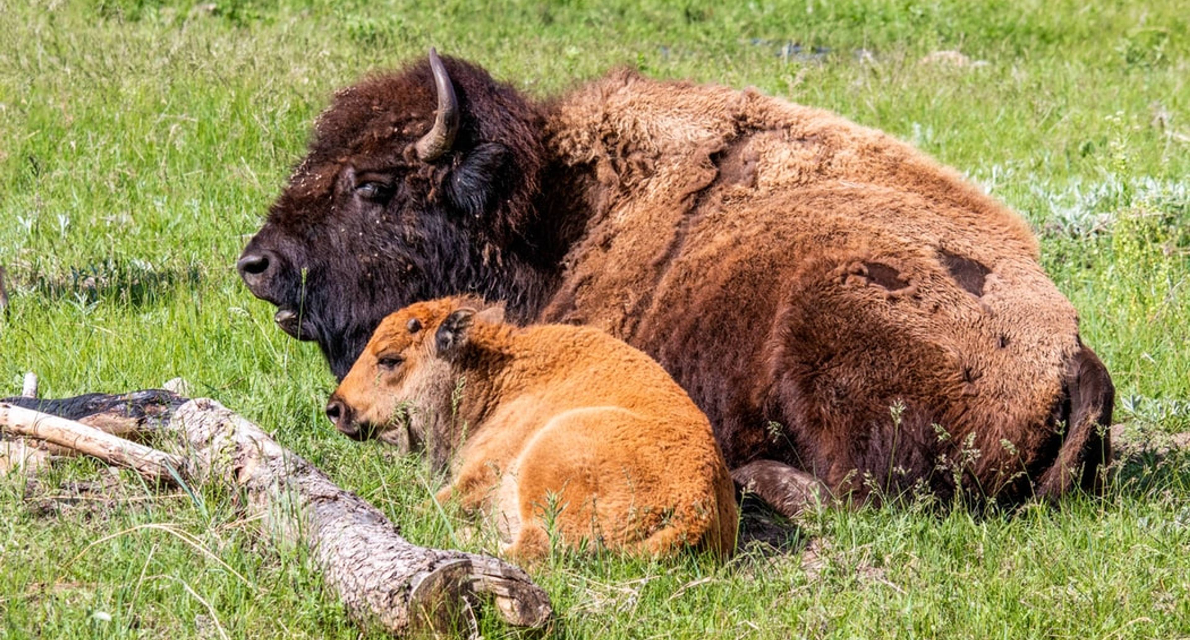 Il regno della natura