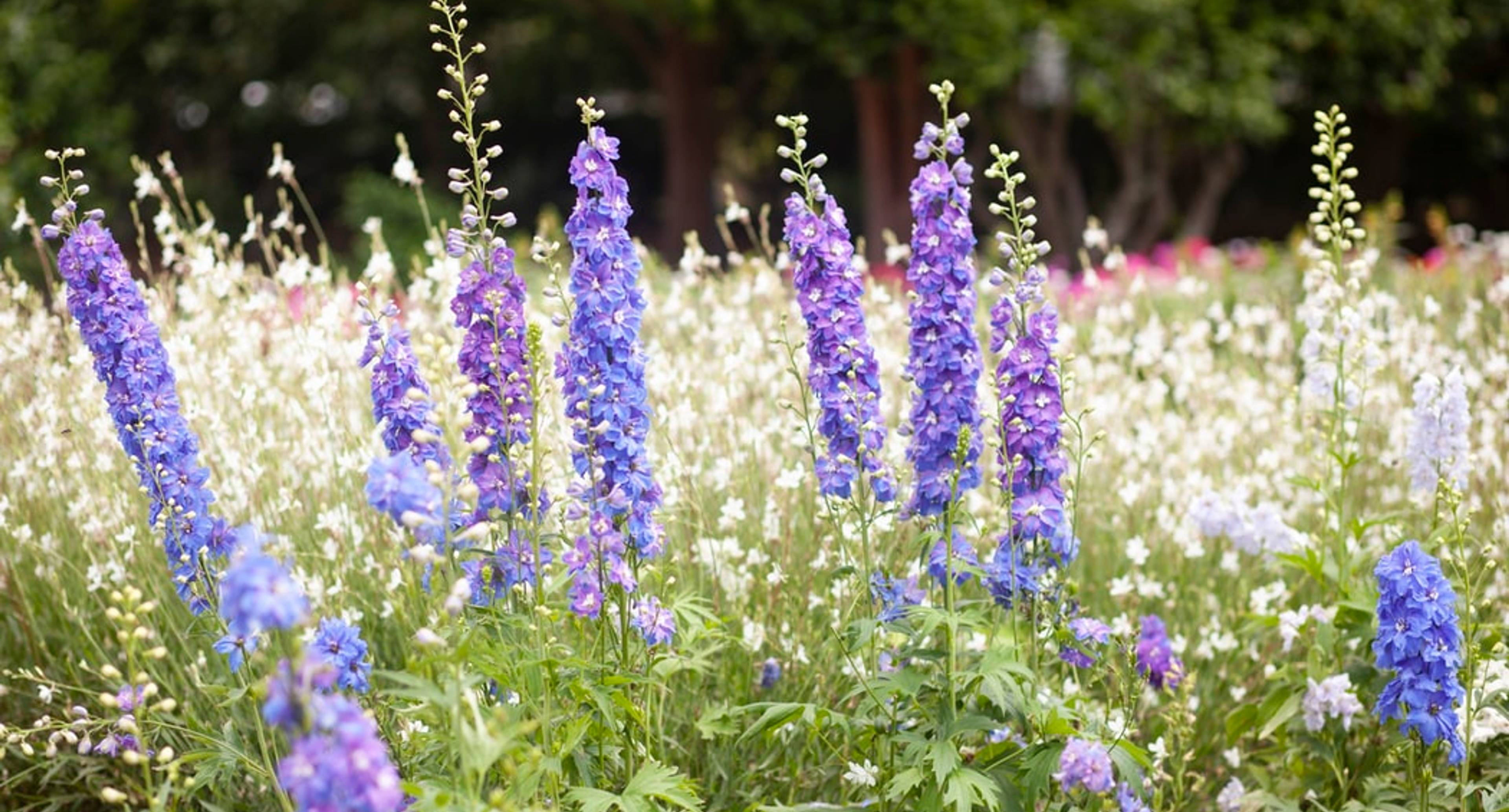 Un giardino da favola e il primo giorno del Festival