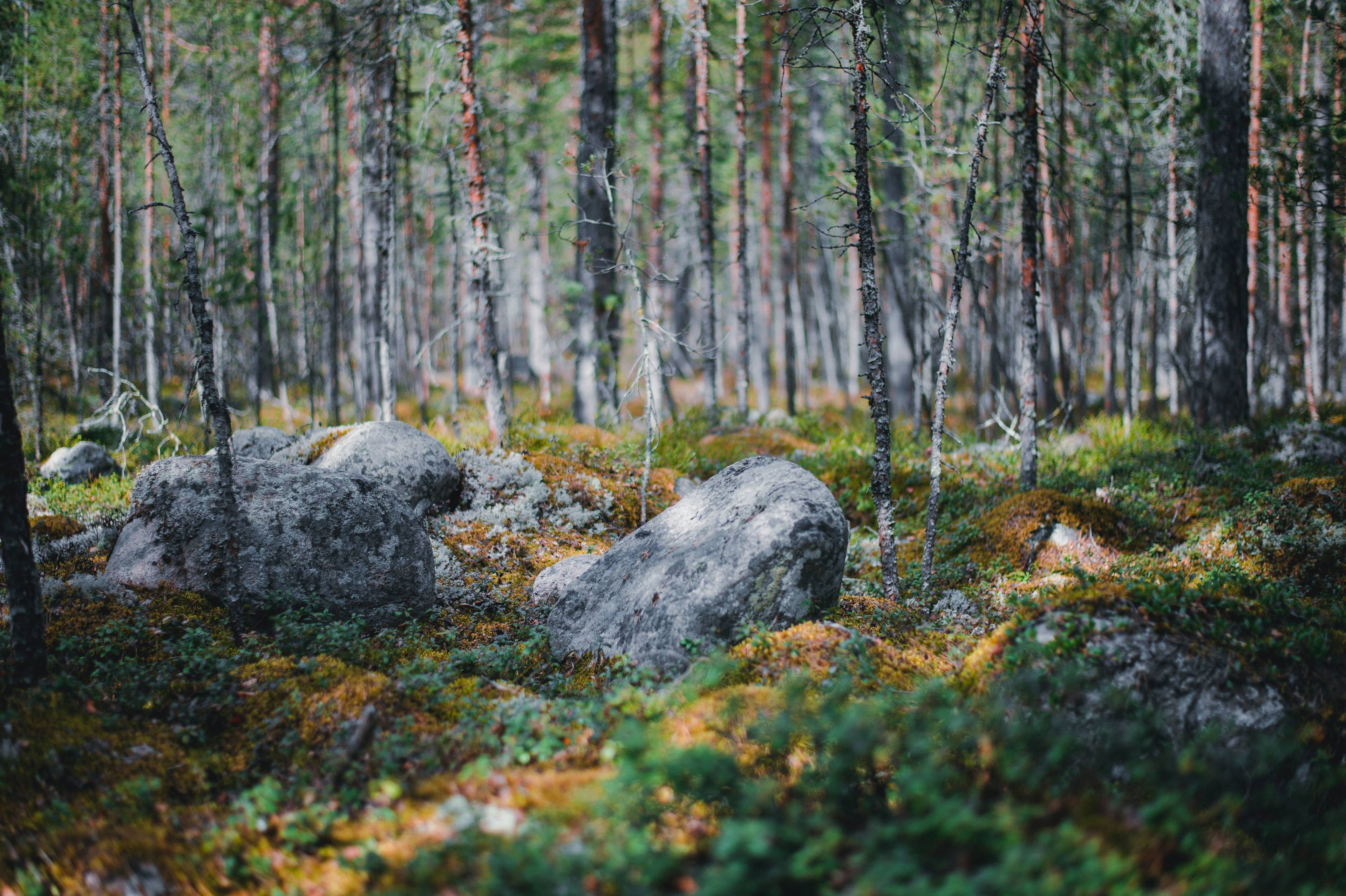 Parco forestale di Shunger