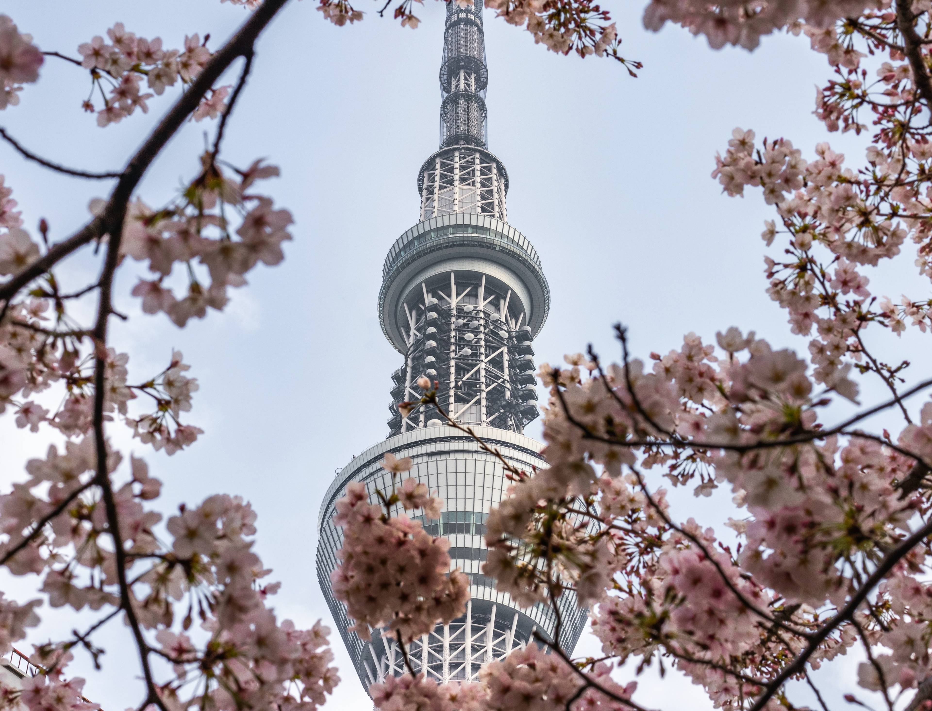 Tokyo Skytree (東京スカイツリー)