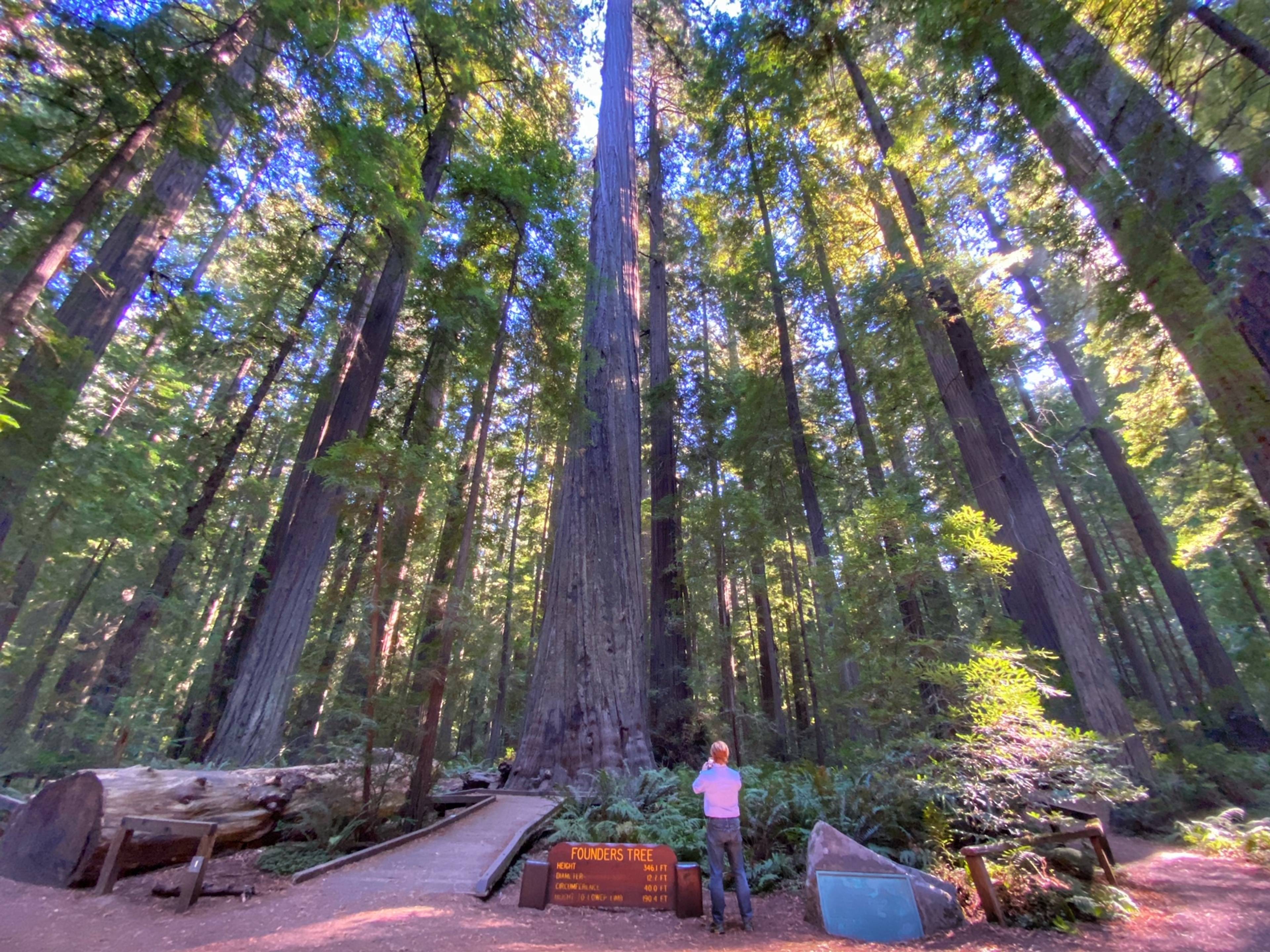 Founders Grove, Avenue of the Giants