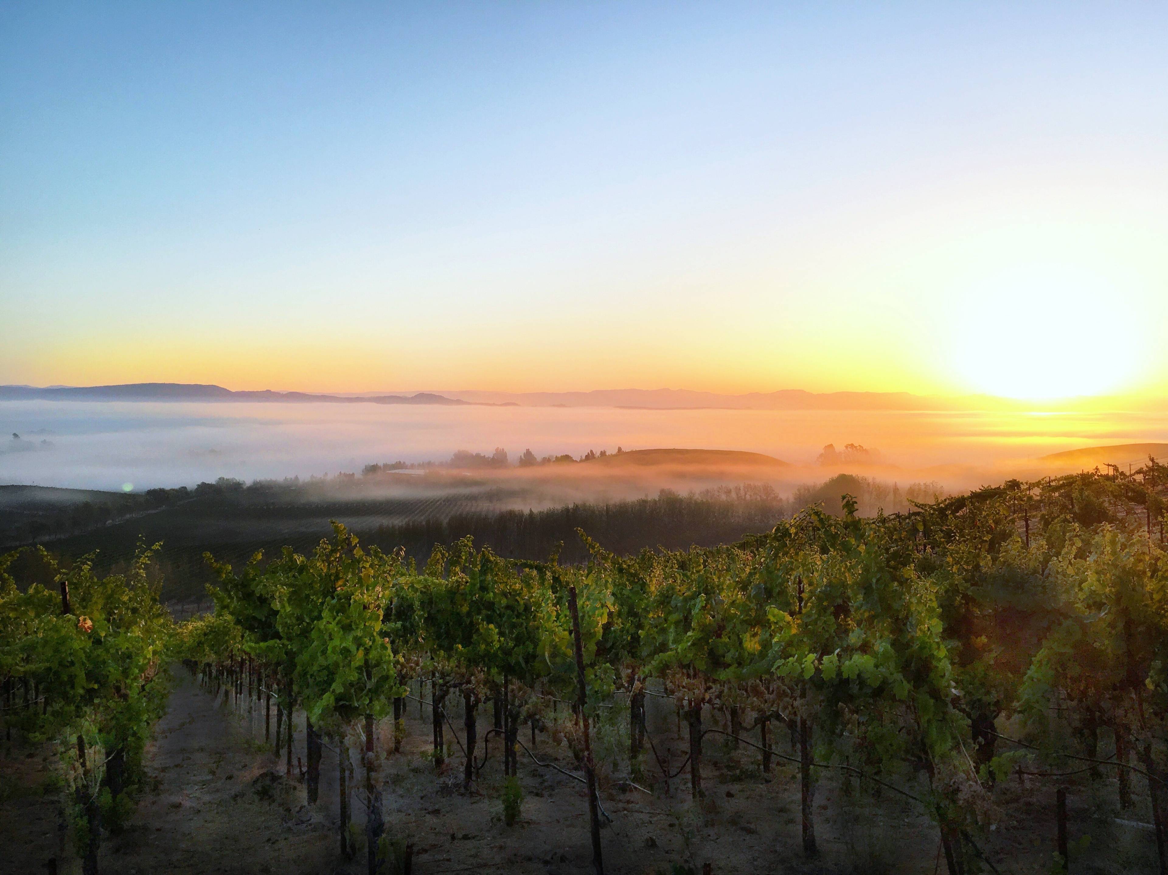 Cline Family Cellars