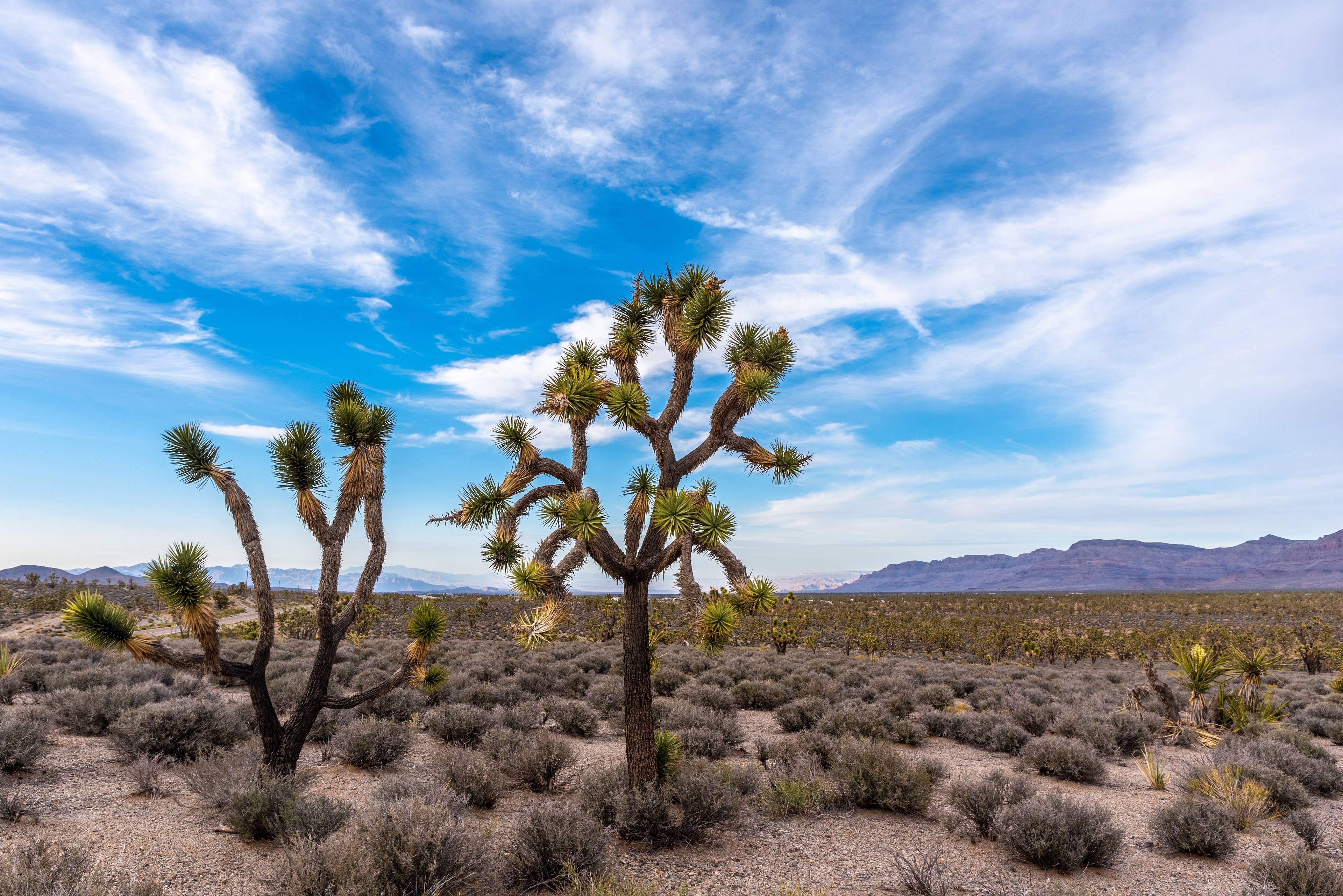 Arizona Joshua Tree Forest