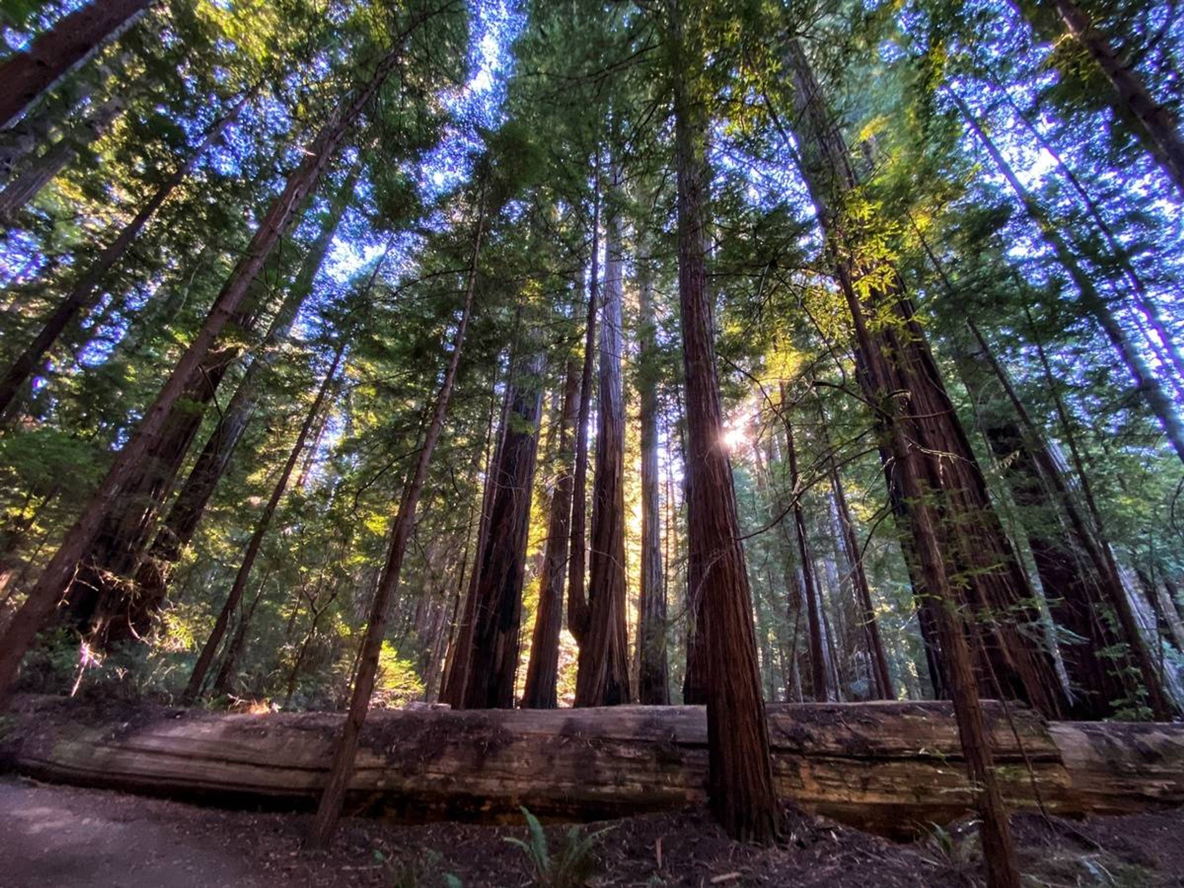 Giant Tree, Avenue of the Giants