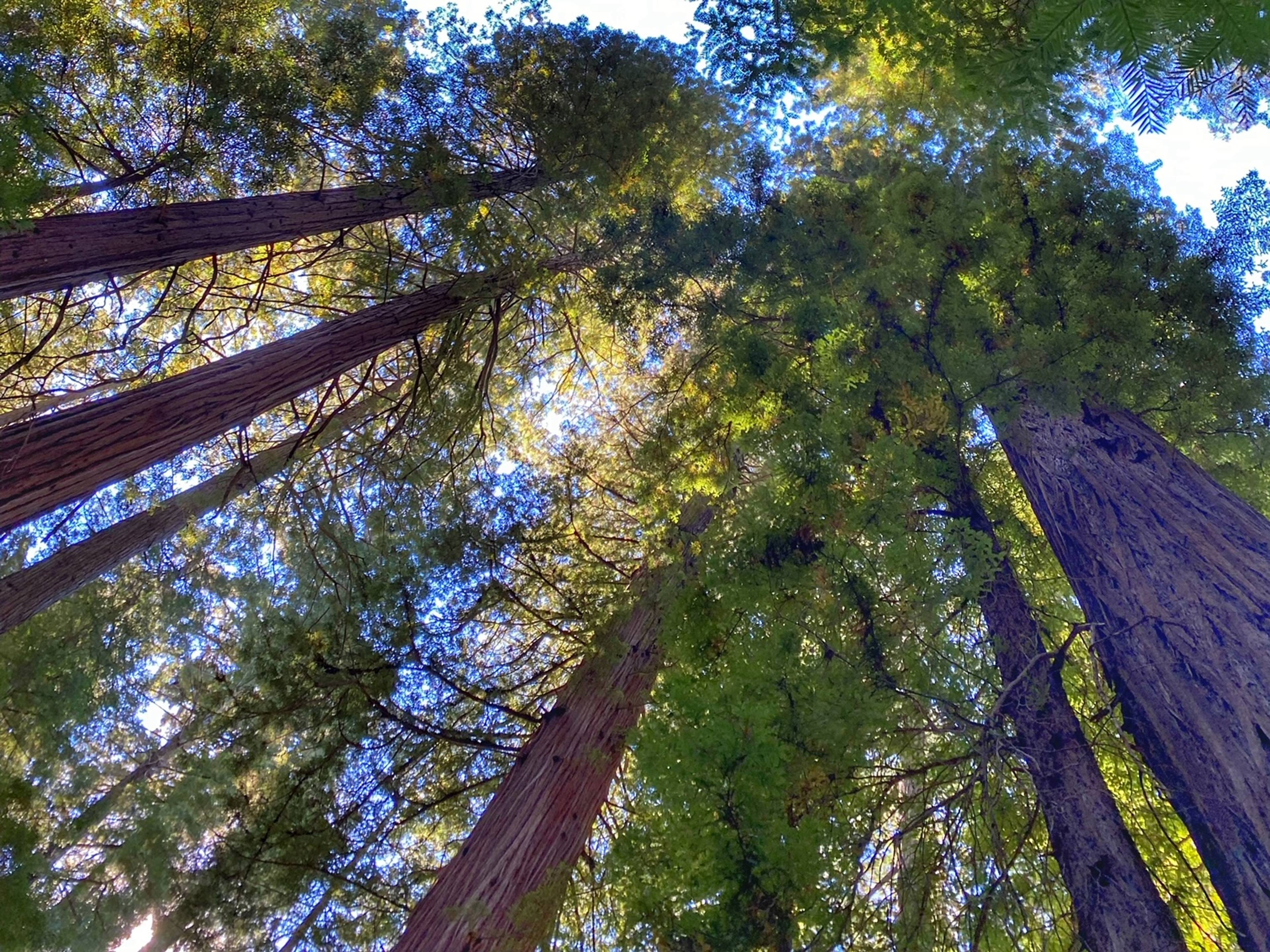 Bolling Grove, Avenue of the Giants