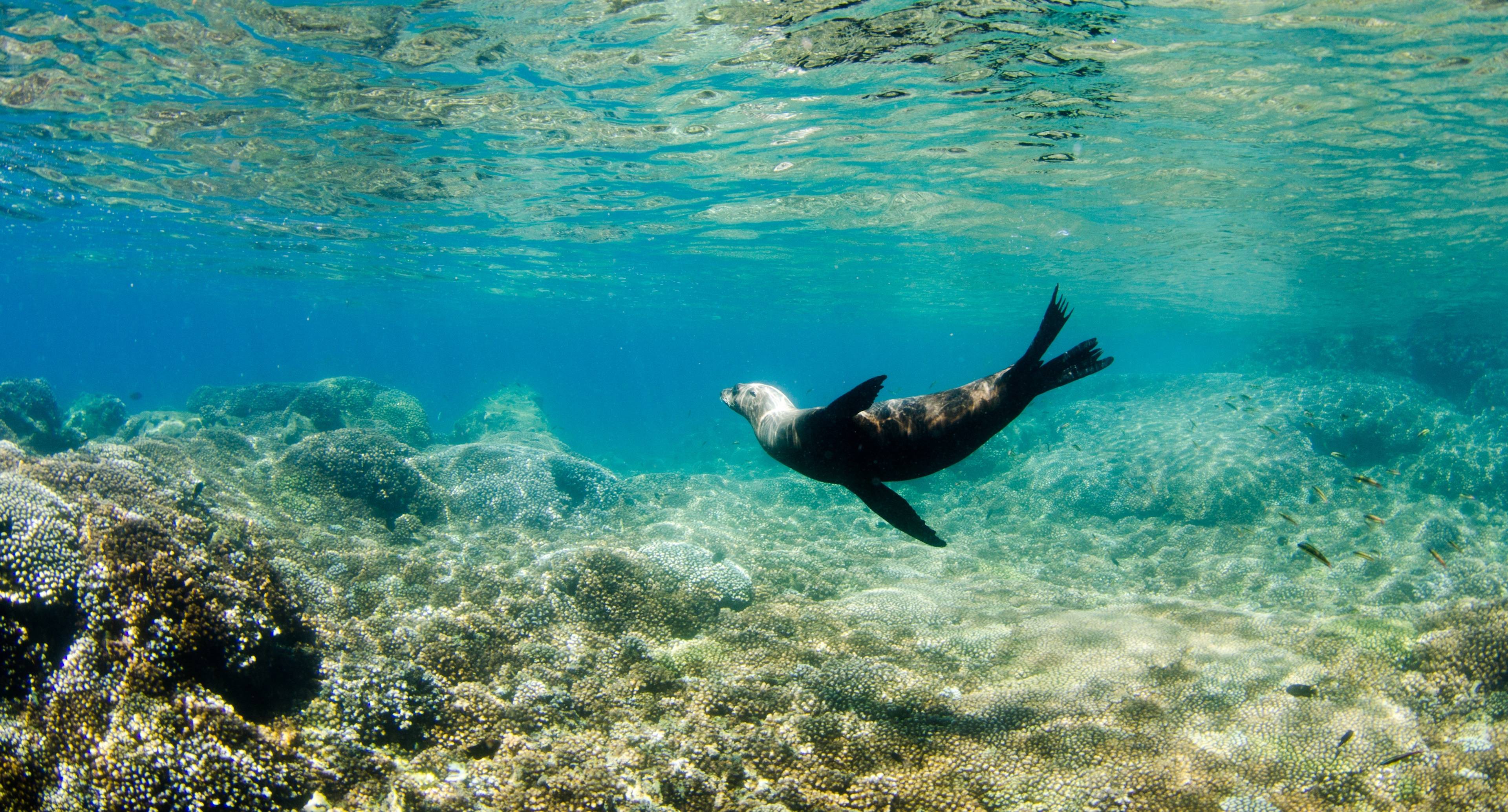 Entdeckung der Insel Espiritu, die zum UNESCO-Welterbe gehört