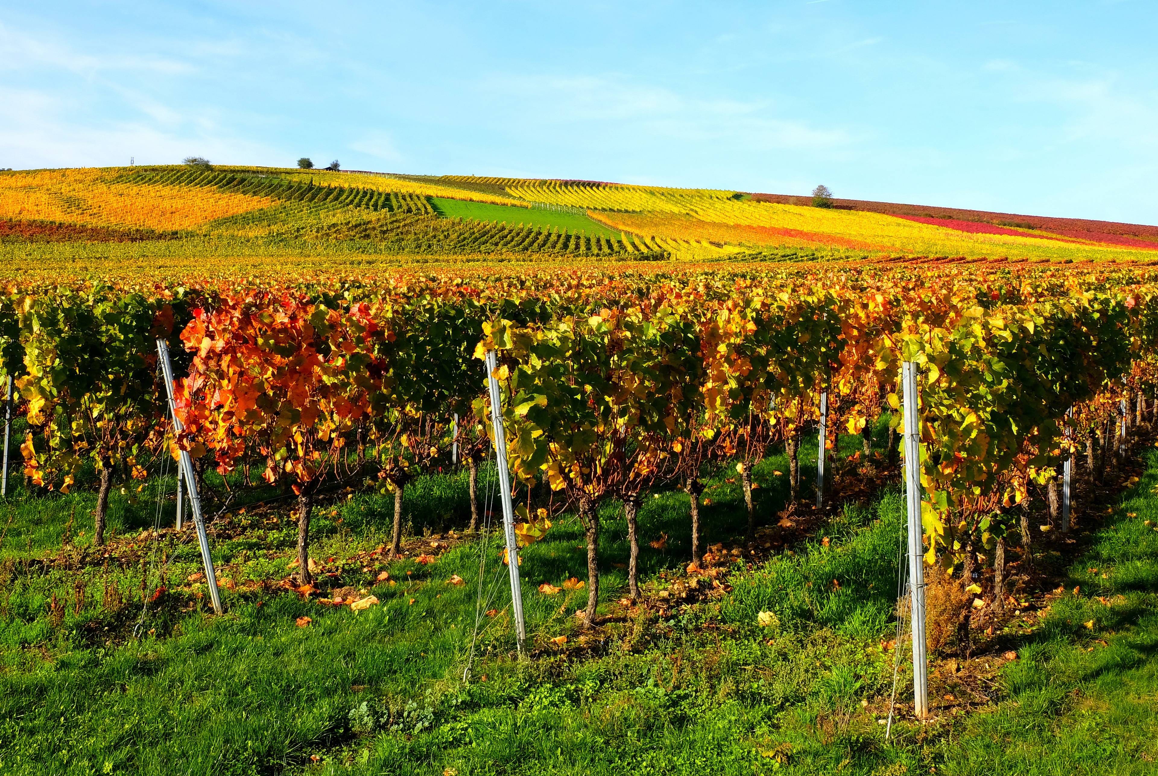 Genießen Sie die Weinregionen entlang des Rheins 