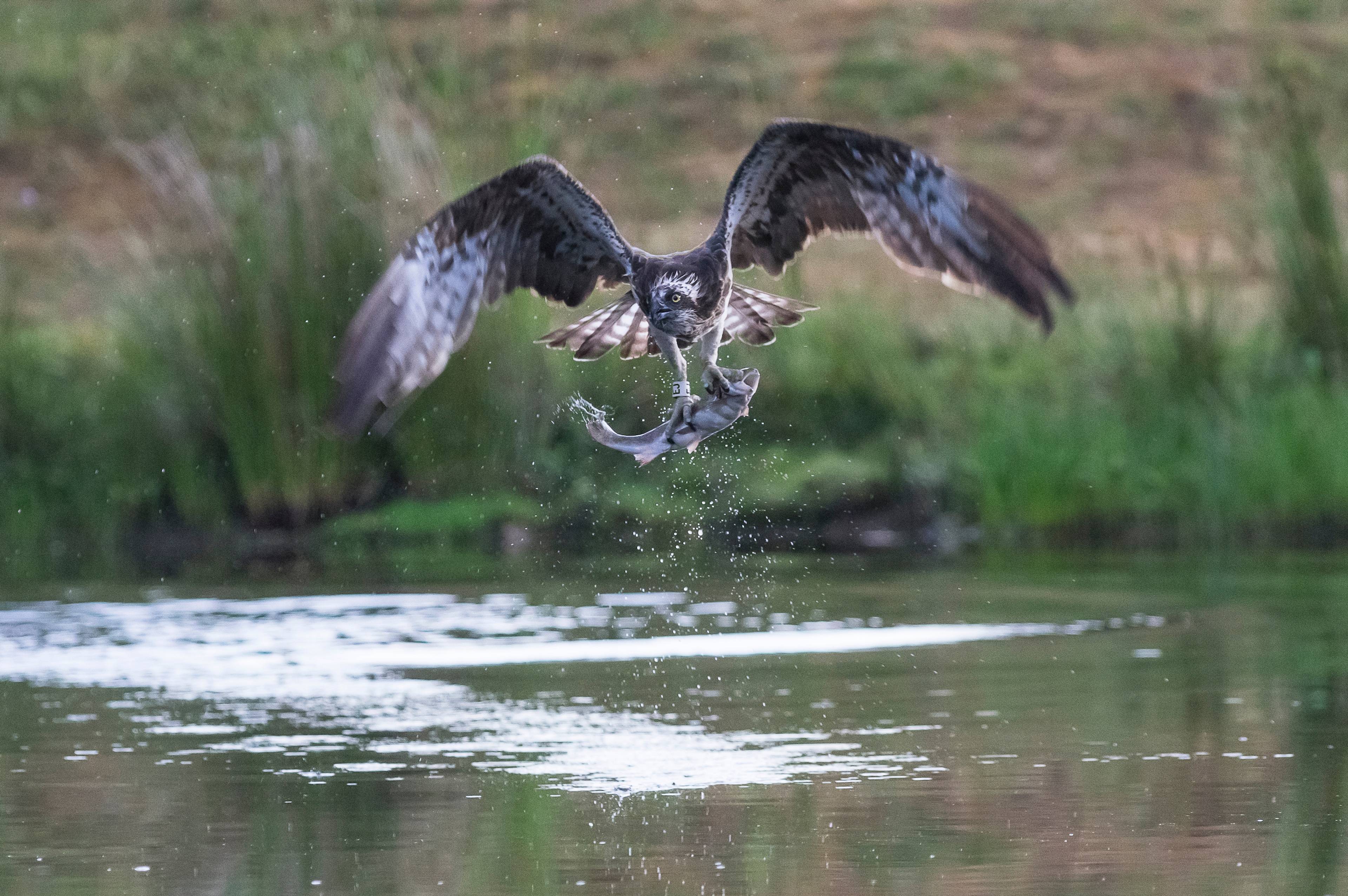 Loch Garten Nature Centre