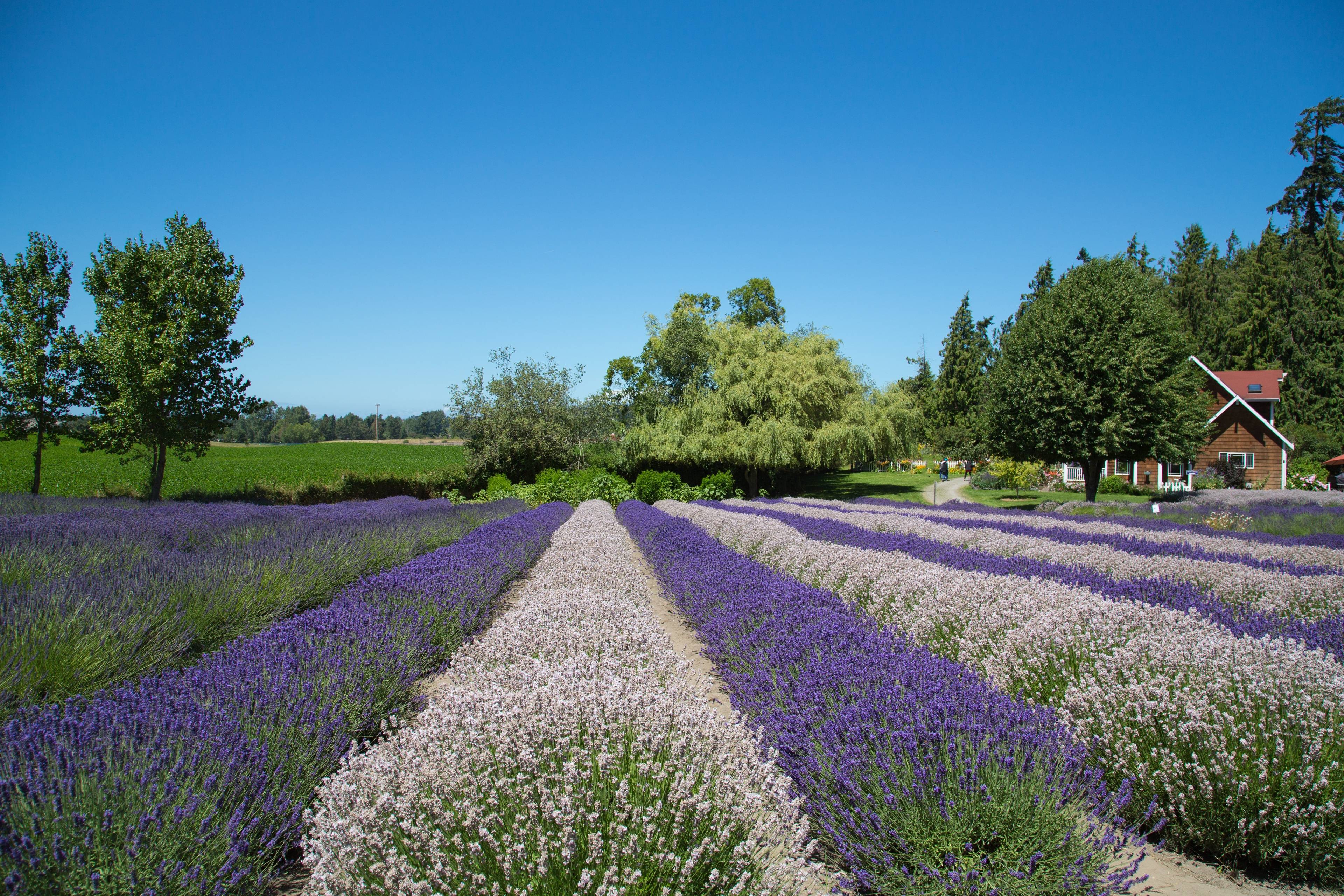 Ferme de lavande Southern Grace