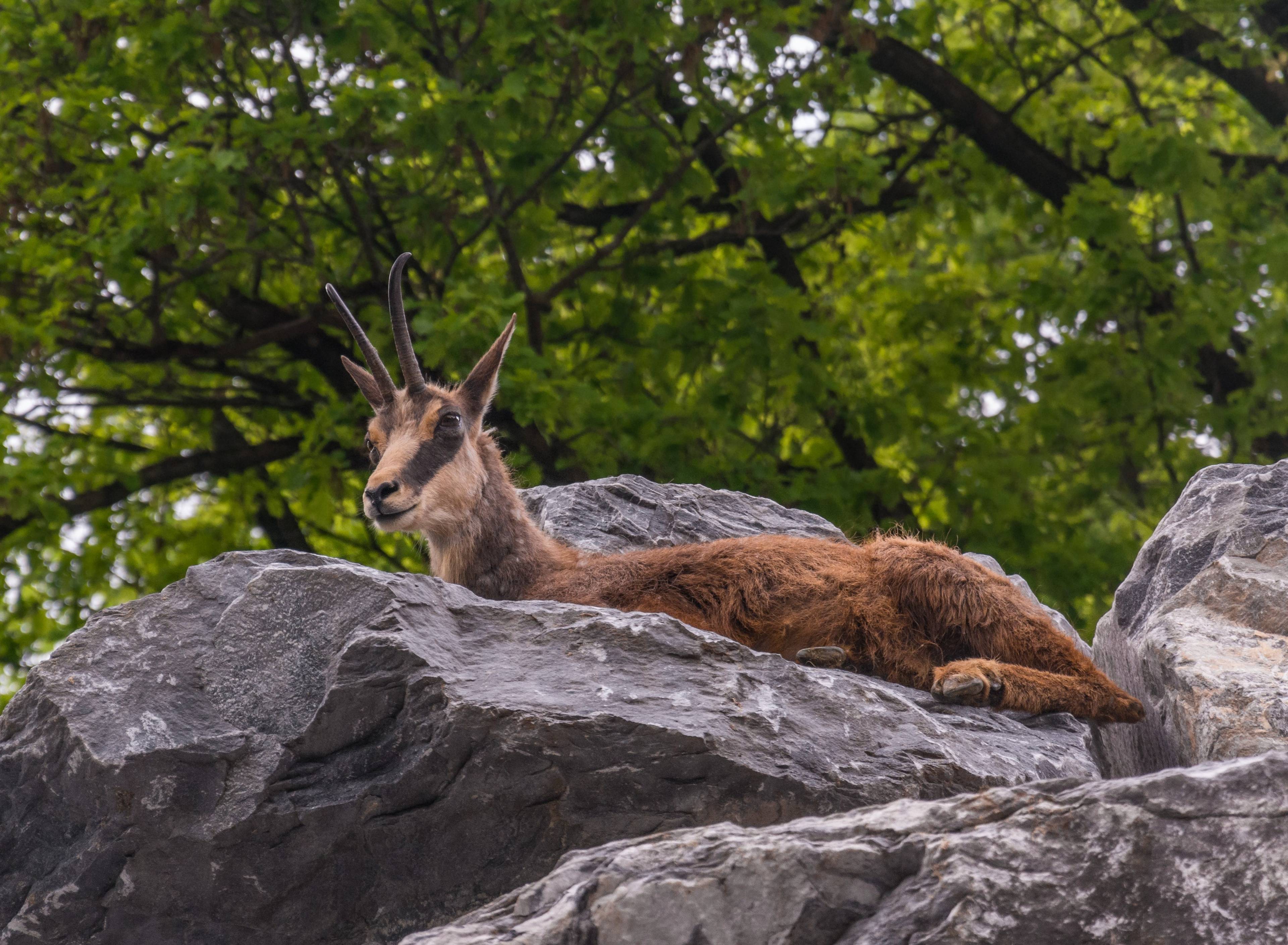 Alpenzoo Innsbruck - Tirol