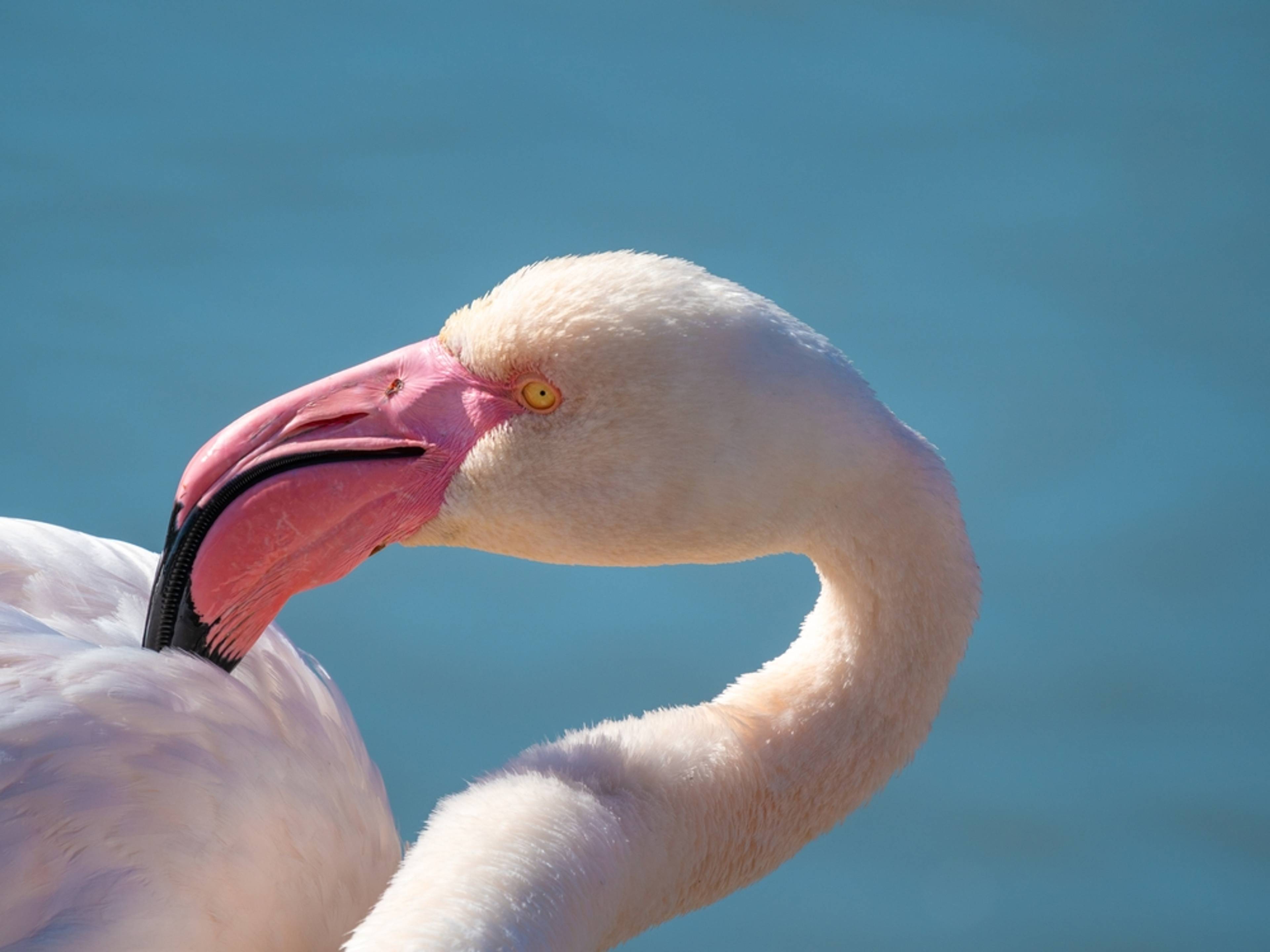 Regionaler Naturpark Camargue