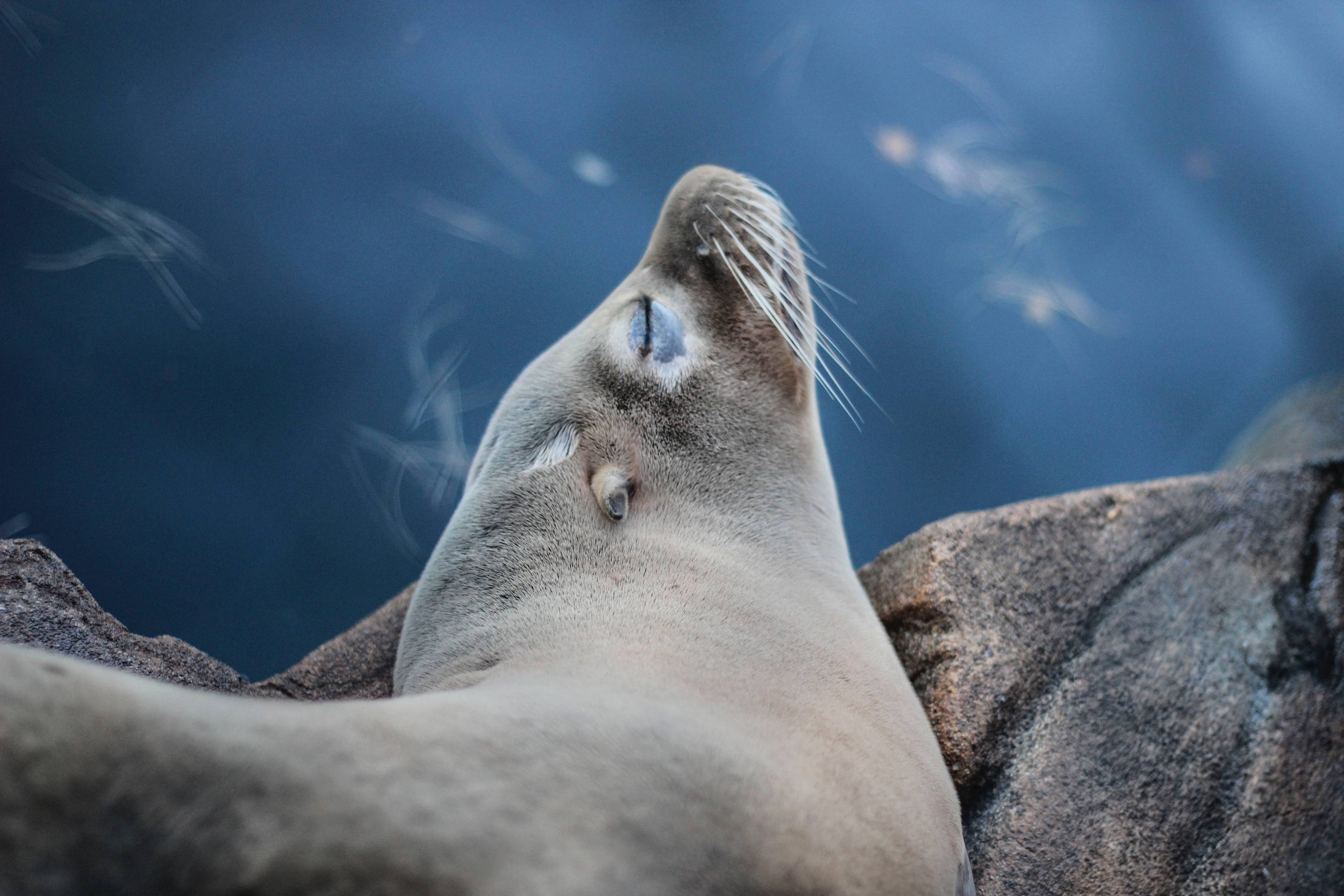 Seal Rescue Ireland