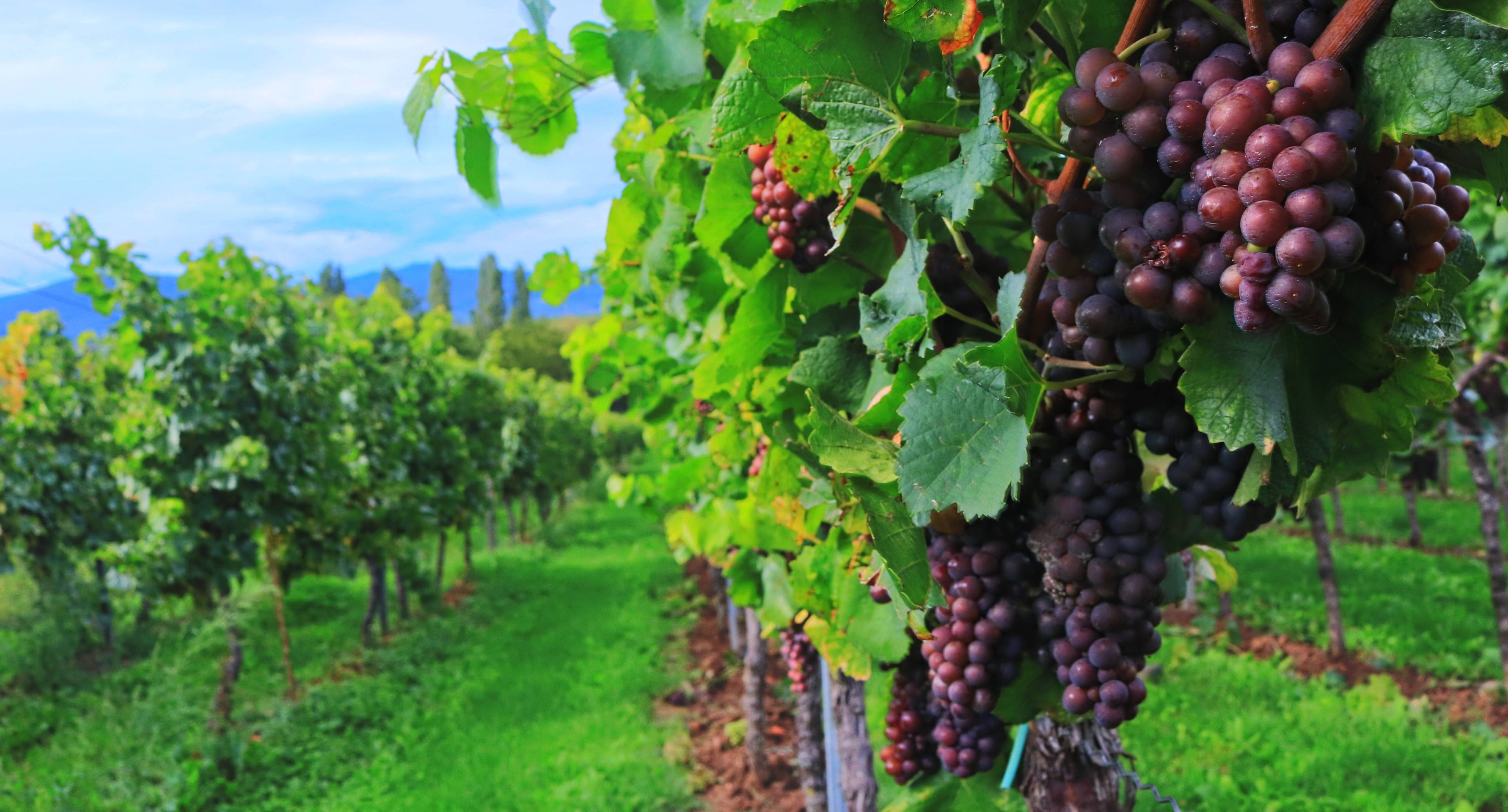 Dall'Alsazia al Rheingau attraverso la Strada del Vino tedesca 