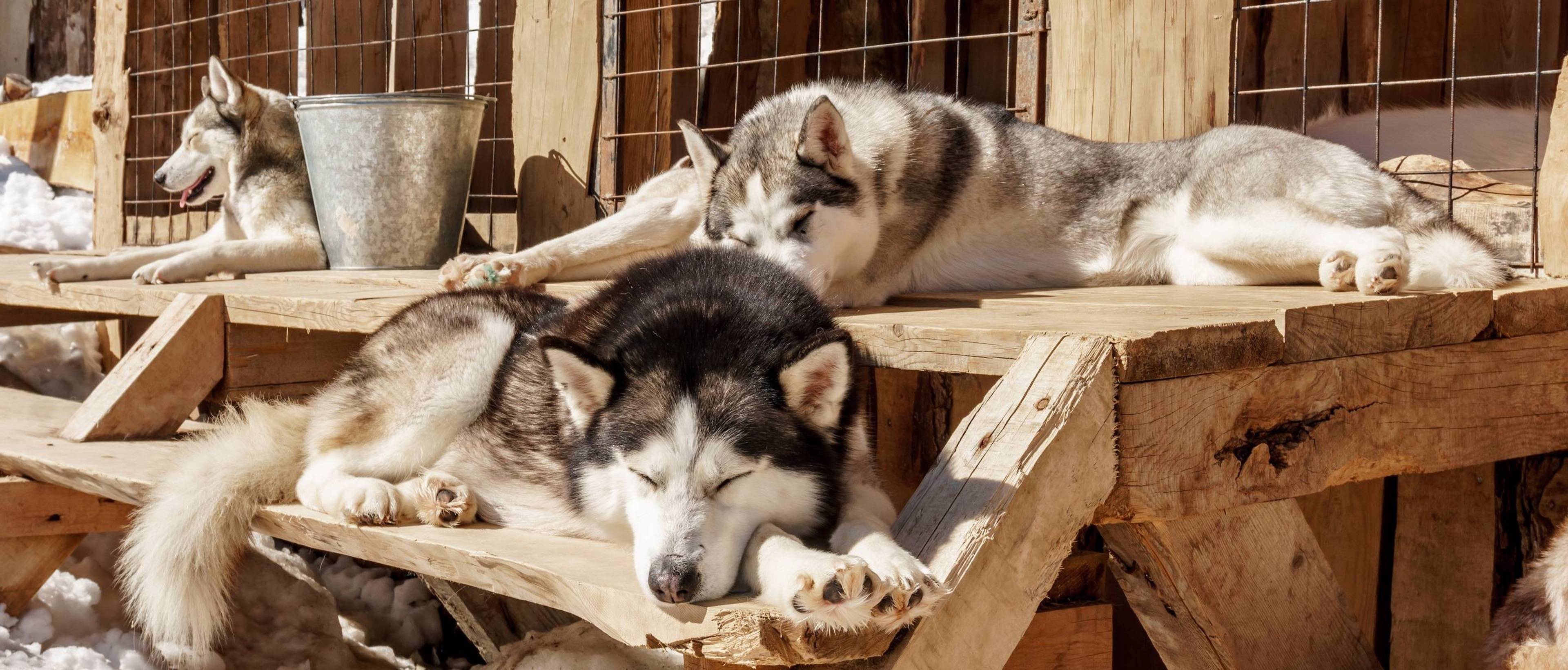 Husky-Farm