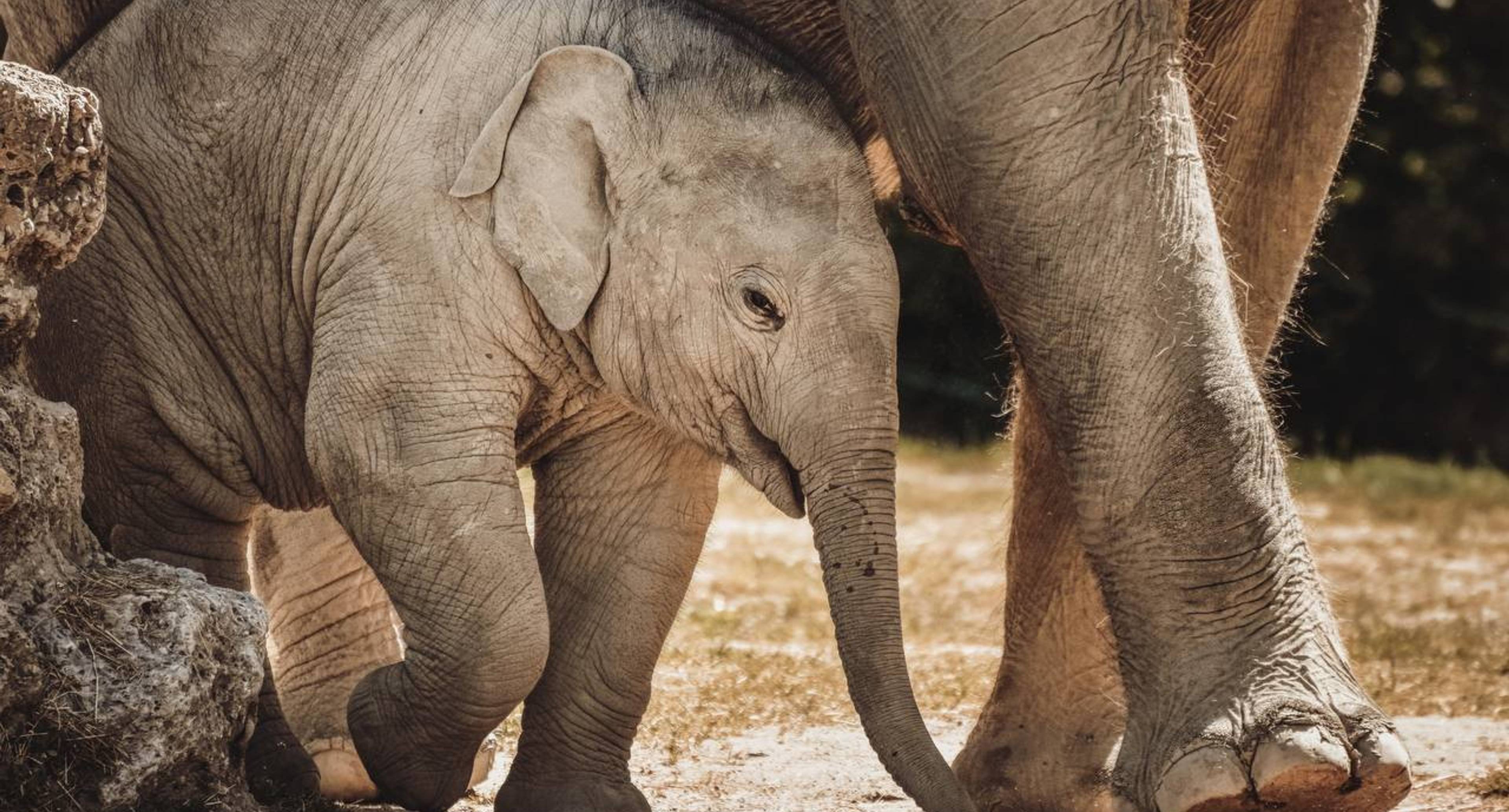 Osservare altri animali selvatici e nuotare in una piscina all'aperto in una foresta