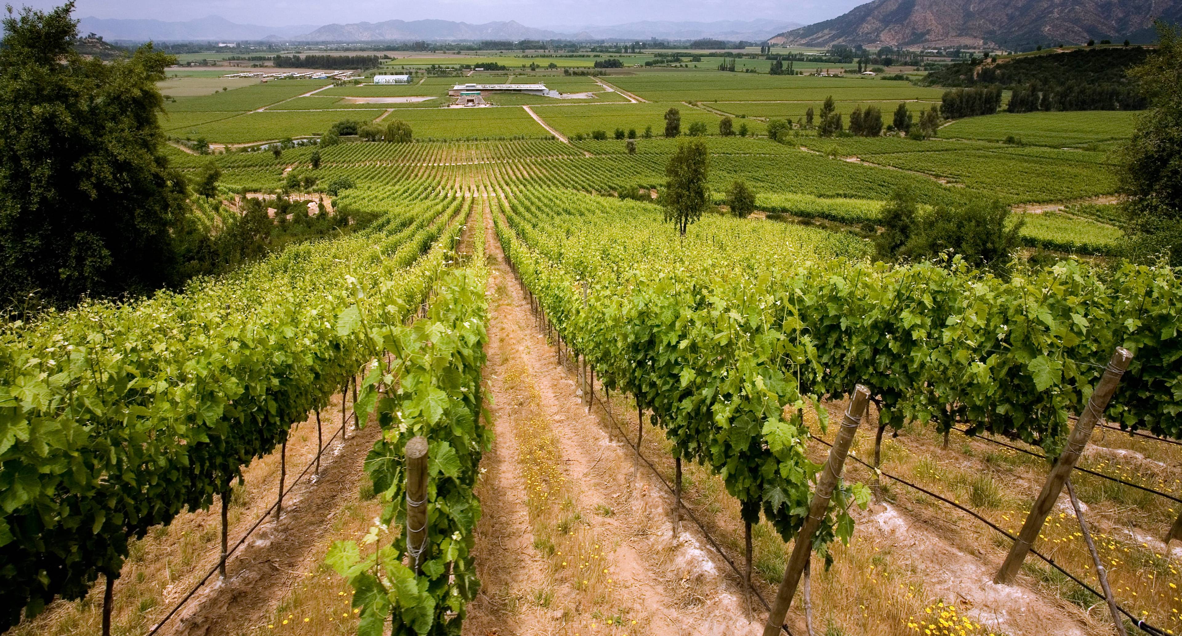 Devenir un connaisseur en vin