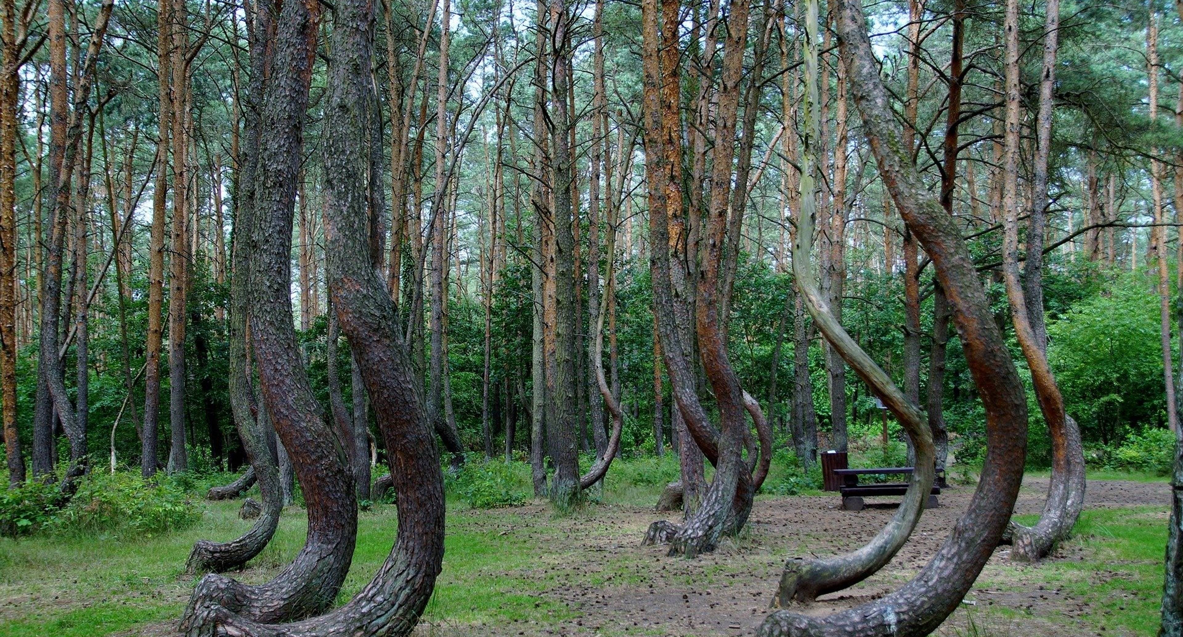 Bisons and cranes in the Oka Reserve, Drunken forest, Terekhovskoye settlement