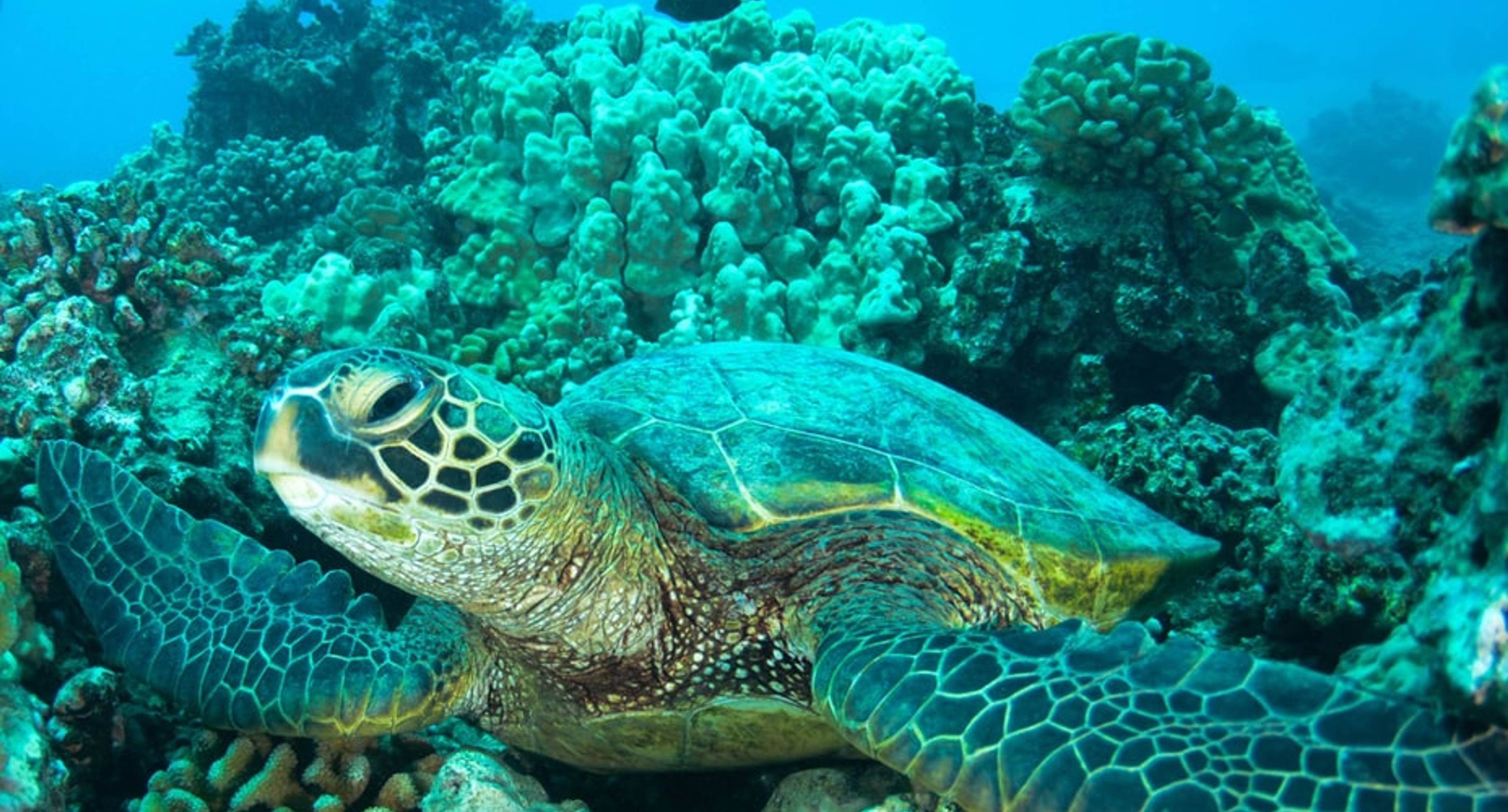 Acuario de Carolina del Sur