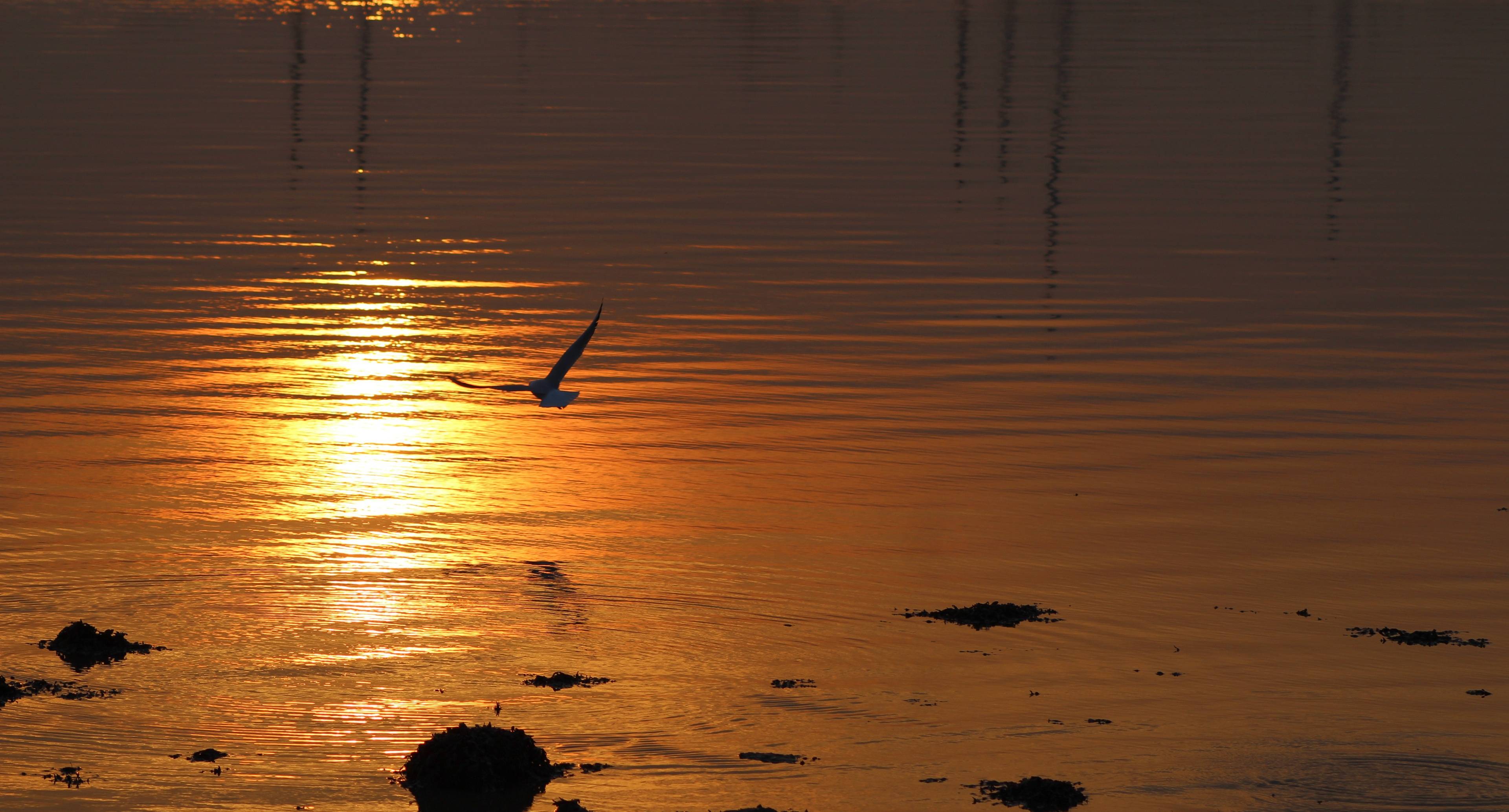 Binoculars at the Ready for Britain's Best Wildlife