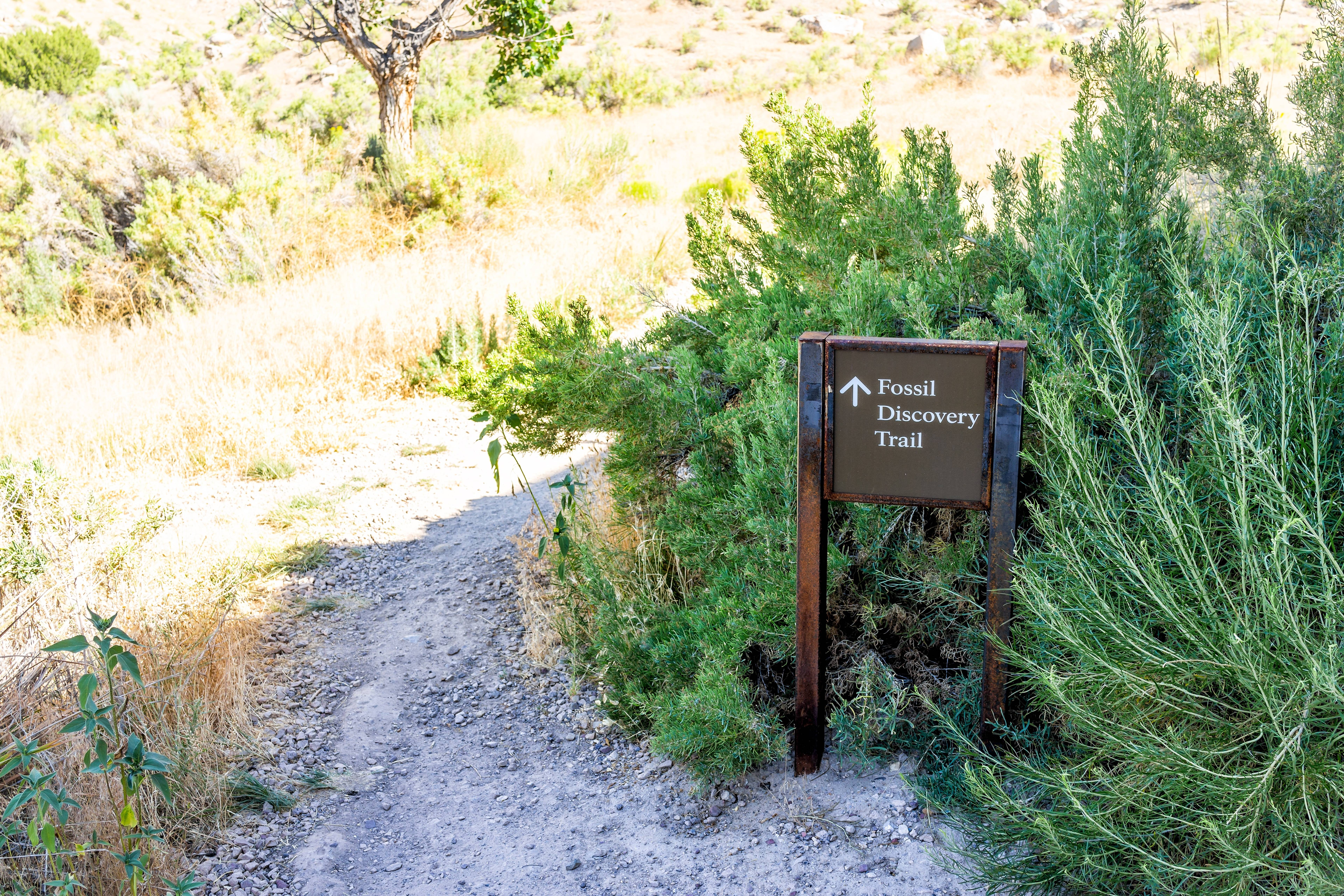 Fossil Discovery Trail