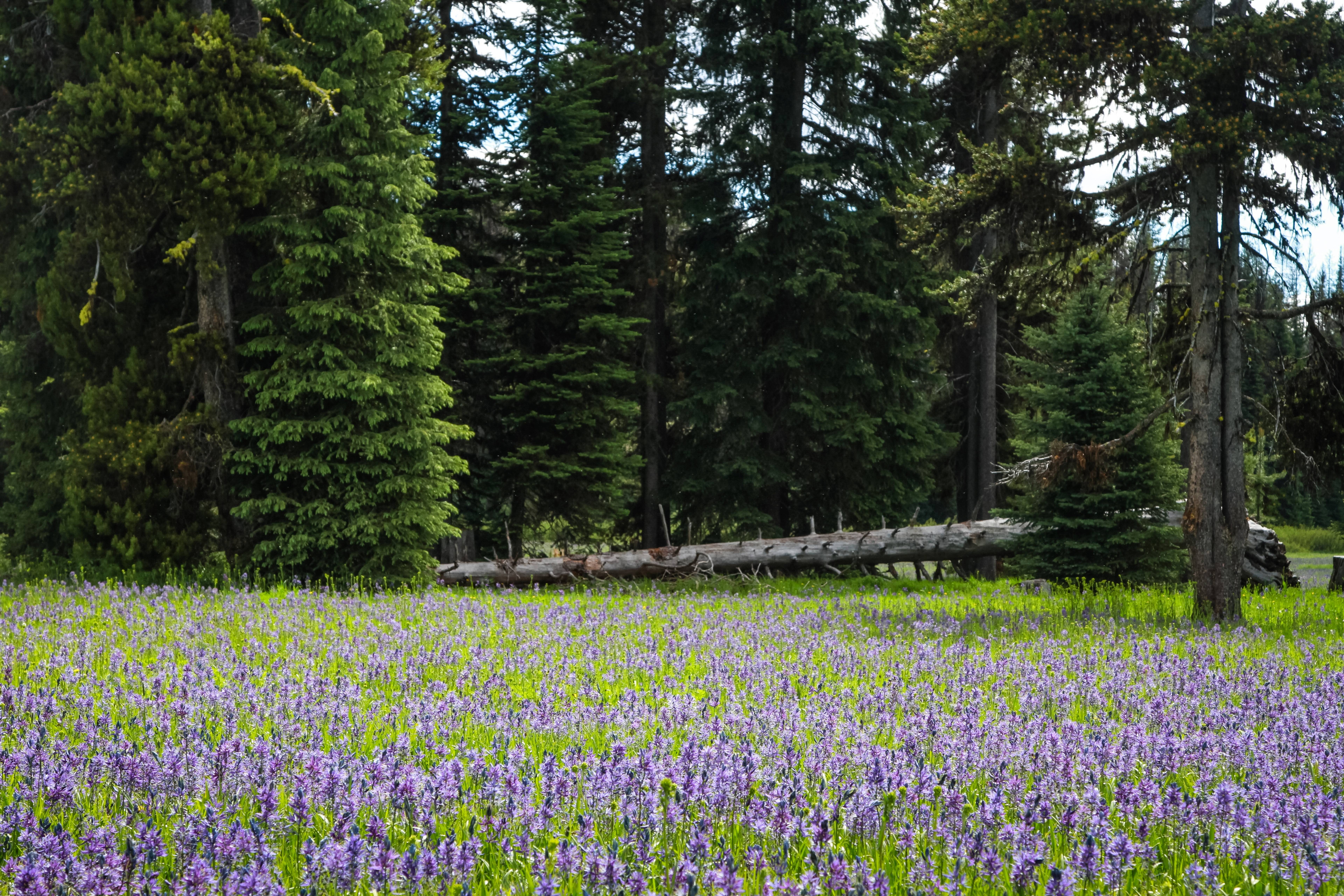 Camas Meadows Natural Area Preserve