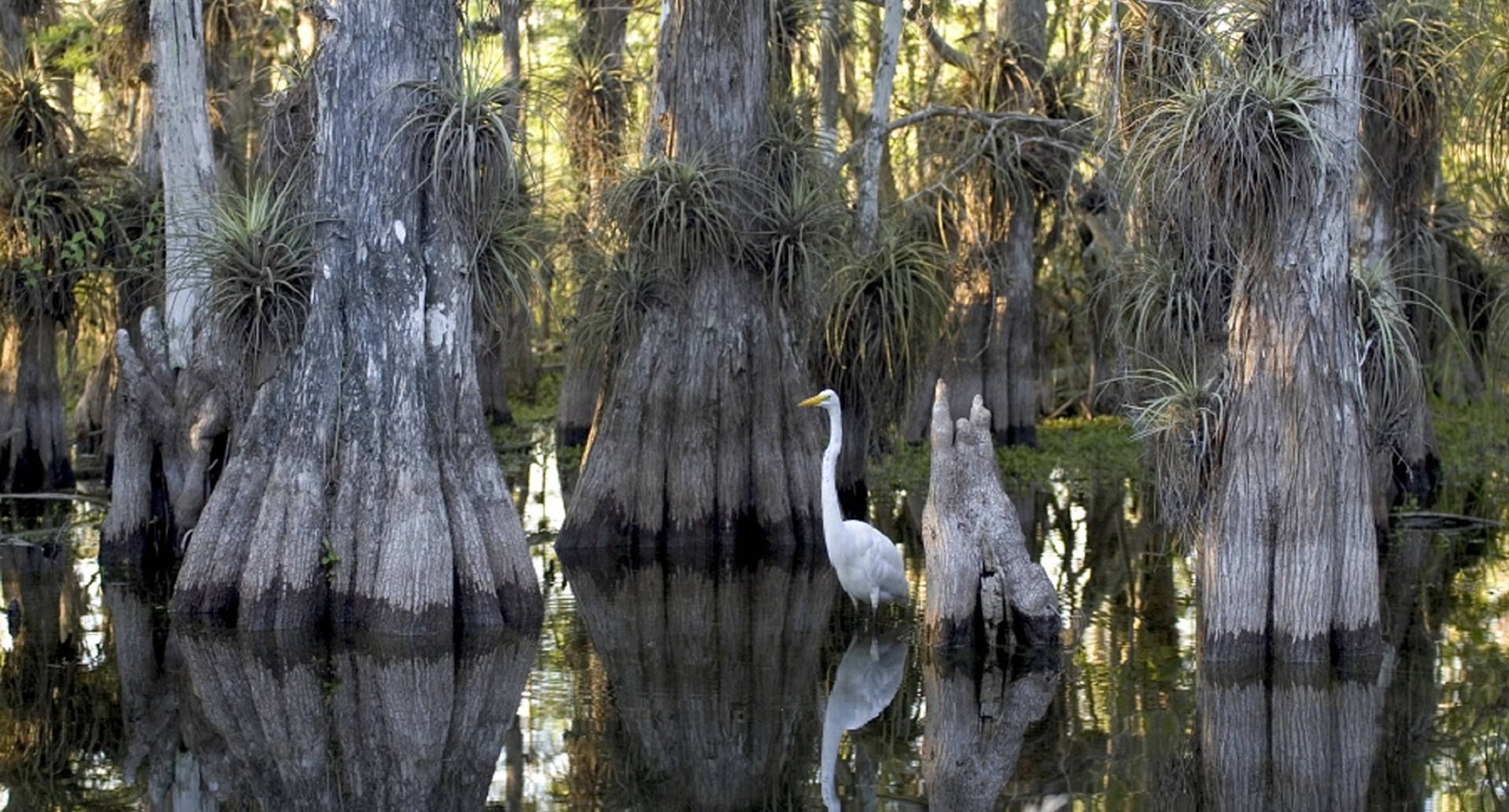 La fauna de Florida