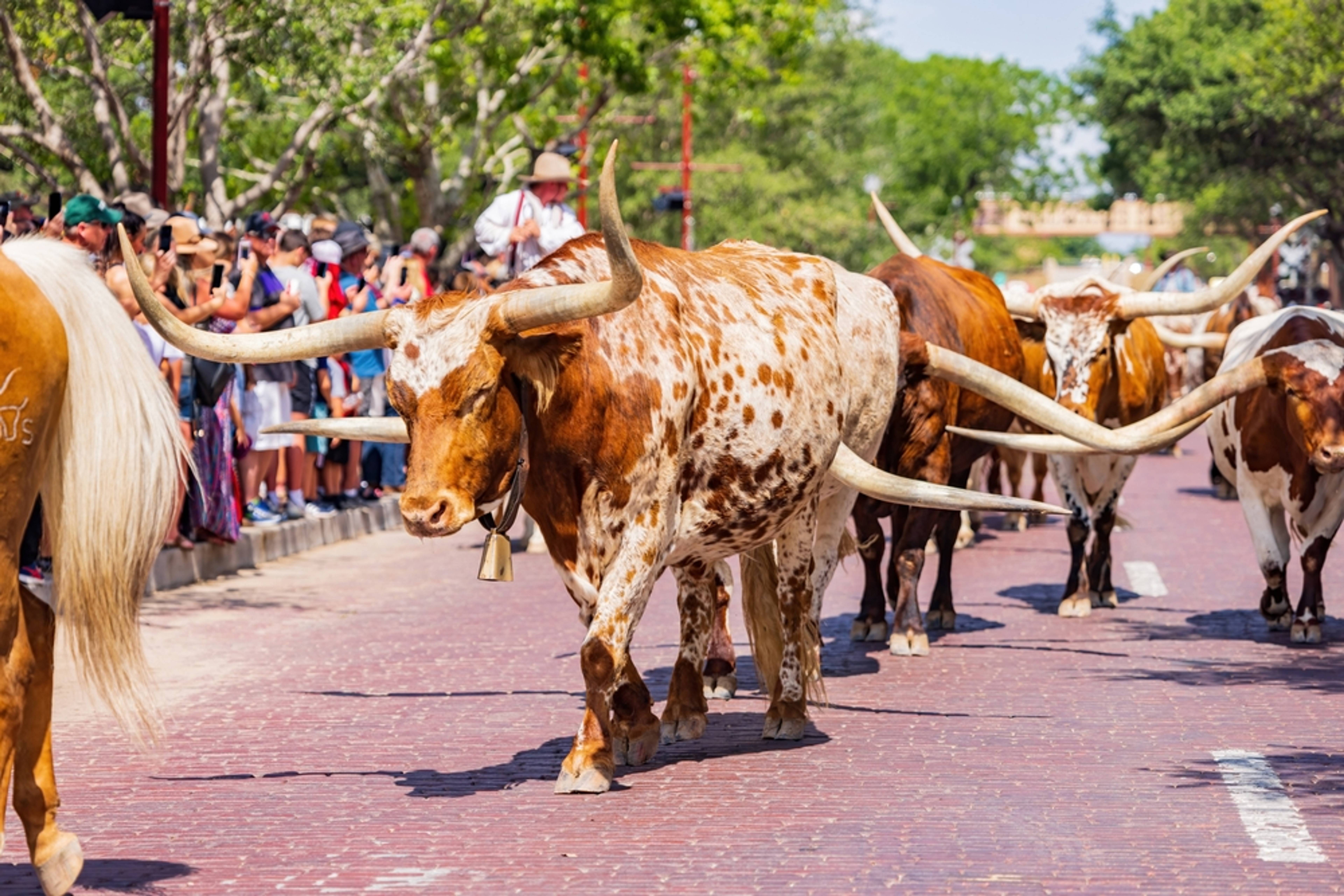 Fort Worth Stockyards